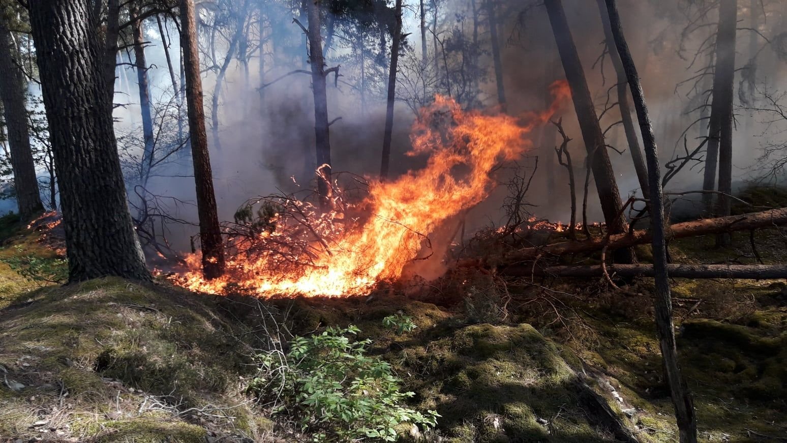 Fontainebleau, vendredi 22 avril 2022. Un incendie s’est déclaré en forêt de Fontainebleau, au lieu-dit du Croc-Marin, un endroit escarpé planté de résineux. DR.