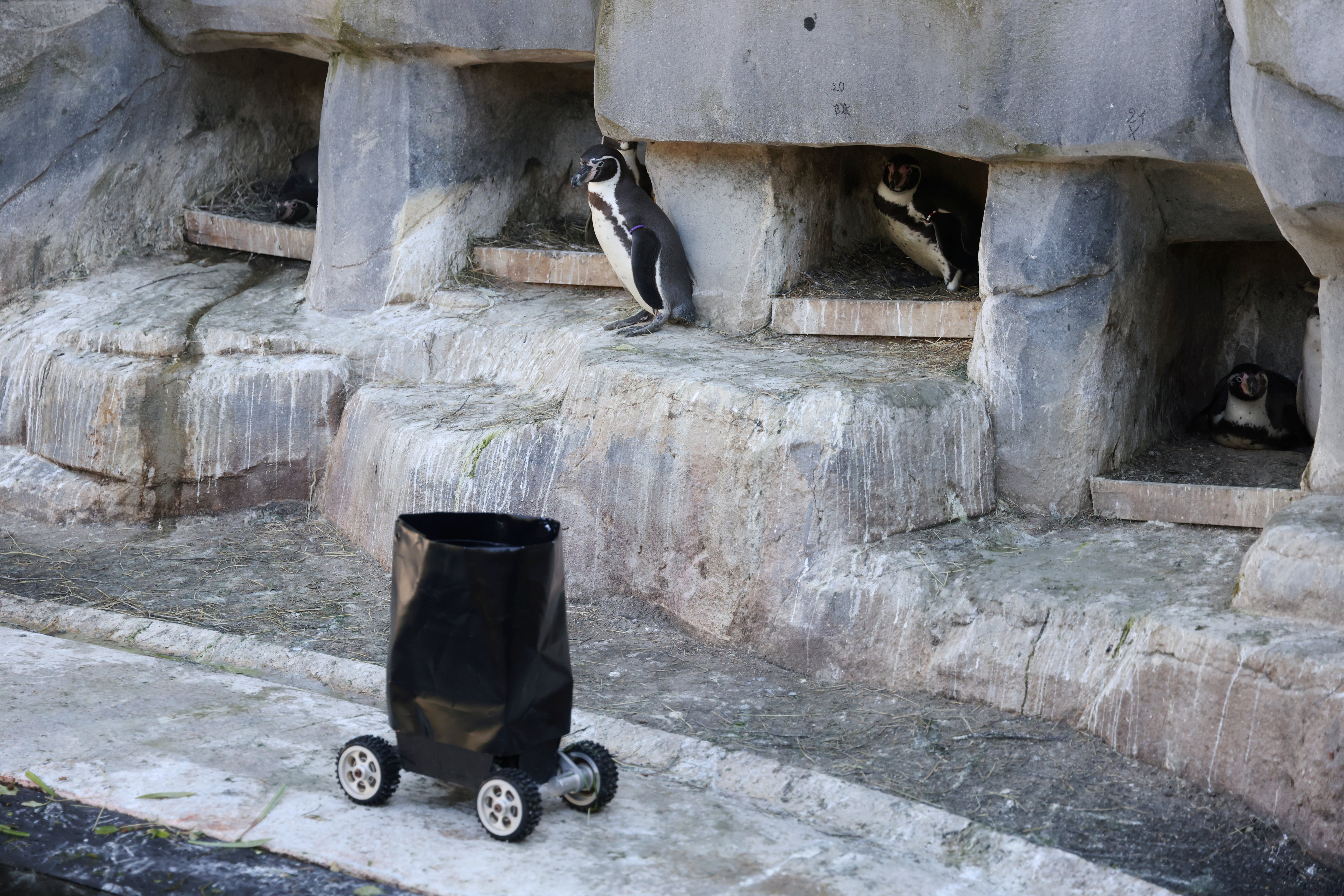 Un robot télécommandé est utilisé pour approcher les manchots de Humbolt, dont une colonie vit dans un bassin au zoo de Vincennes (Paris XIIe). LP/Jean-Baptiste Quentin