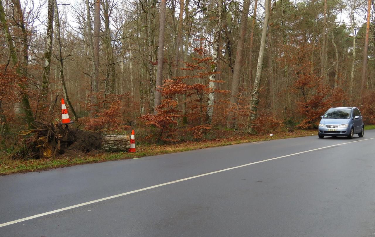 <b></b> Fontainebleau, mardi matin. L’arbre, fragilisé par les vents de la veille, s’est écrasé sur une voiture et a tué sa conductrice, sur le D 148 au cœur du massif forestier. LP/Sylvain Deleuze