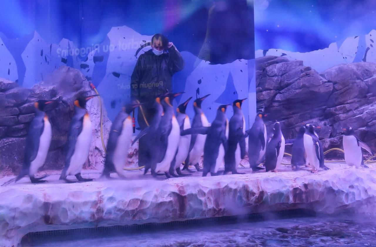 <b></b> Serris, lundi 18 mai 2020. L’aquarium Sea Life Val d'Europe se tient prêt à rouvrir. Pendant la fermeture, un manchot papou est né.