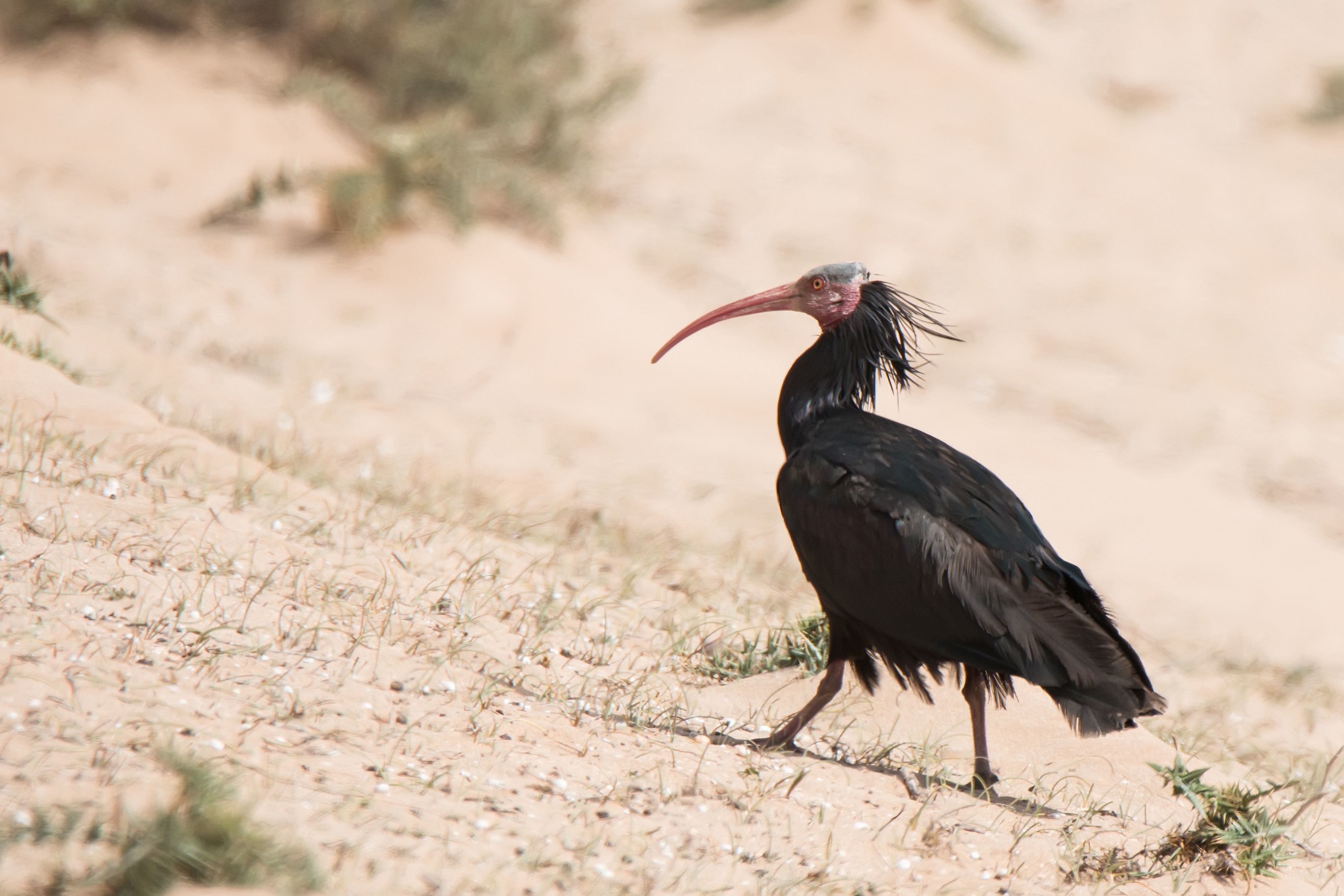 Aujourd’hui, il ne reste qu’une centaine d'ibis chauve qui vivent en liberté au Maroc et une dizaine en Syrie. J Laurens/GOR