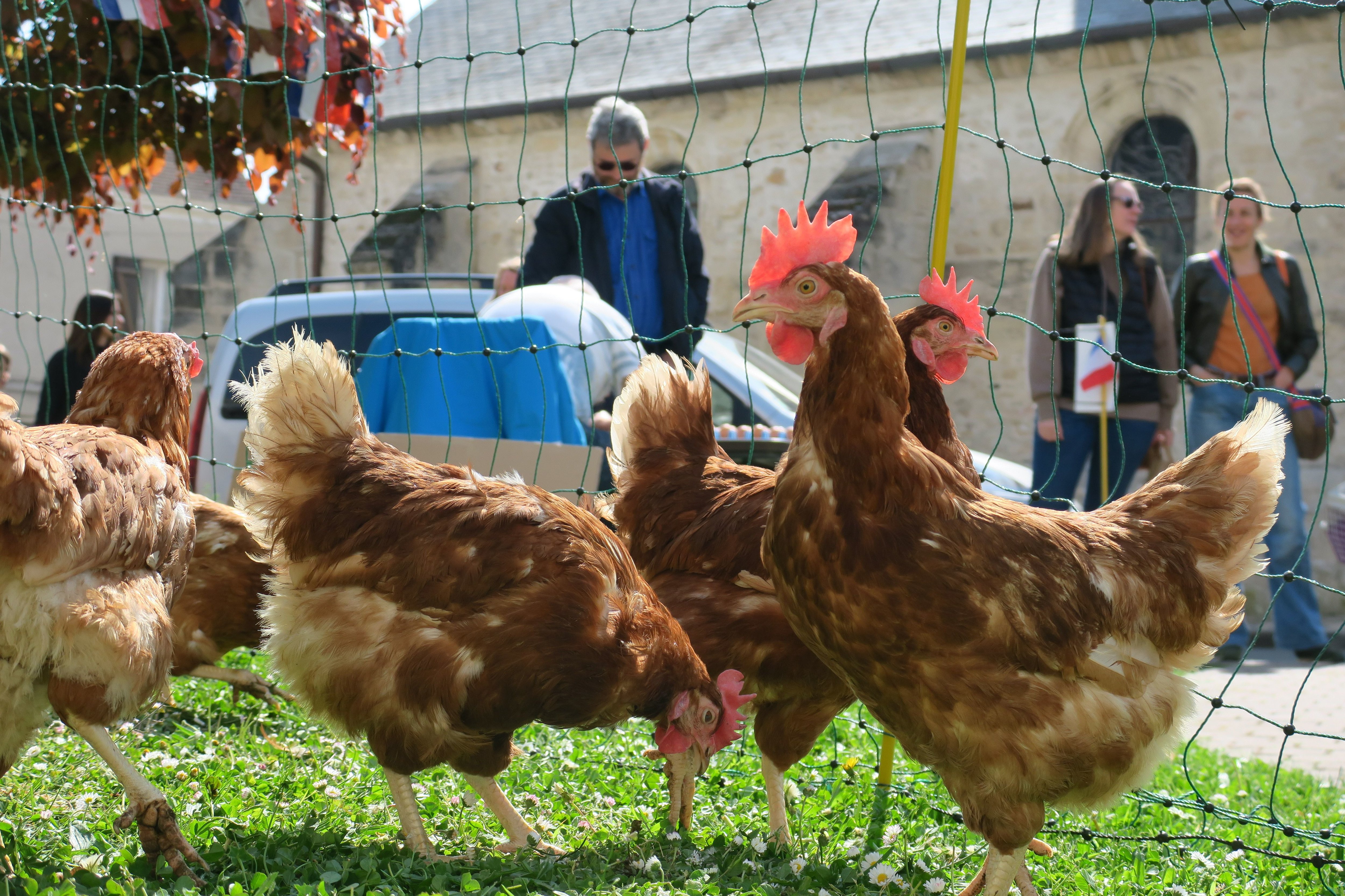Orry-la-Ville (Oise), dimanche 1er mai 2022. Près de 80 poules ont été mises à l'adoption par le Poulailler d’Orry.
