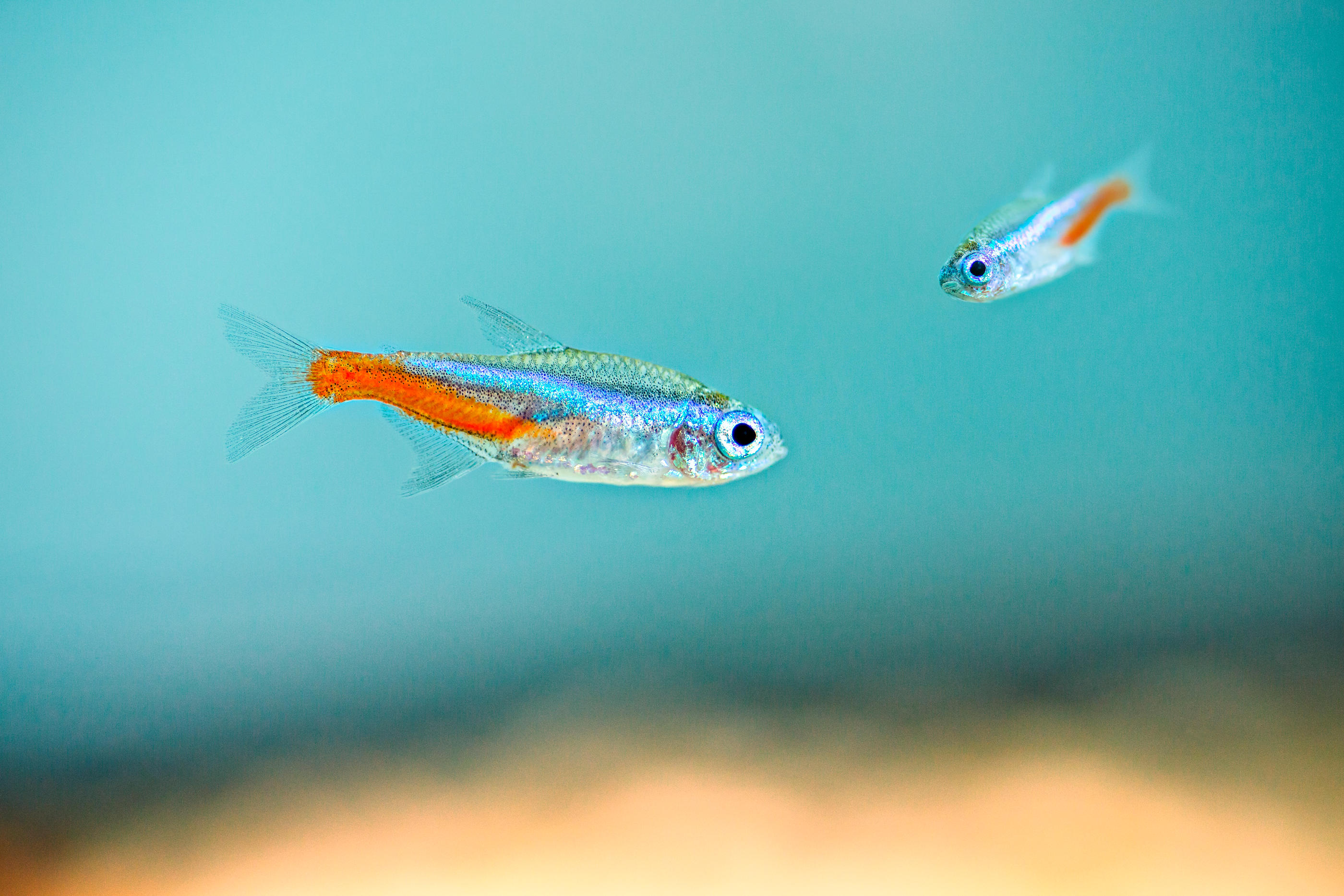 Les poissons néons réagiraient mieux au stress que les humains selon une étude. Istock