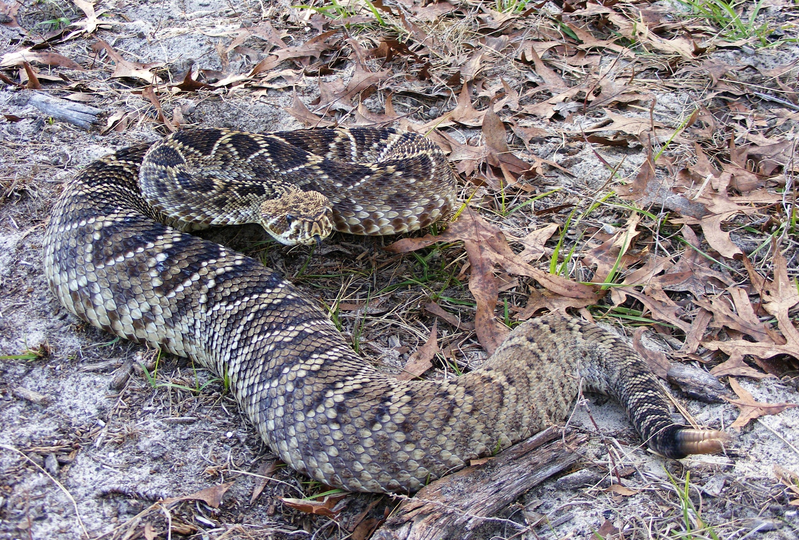 Le Crotalus adamanteus, de son nom scientifique, est le plus grand serpent venimeux d’Amérique du Nord, selon le site web du zoo. WikiCommons