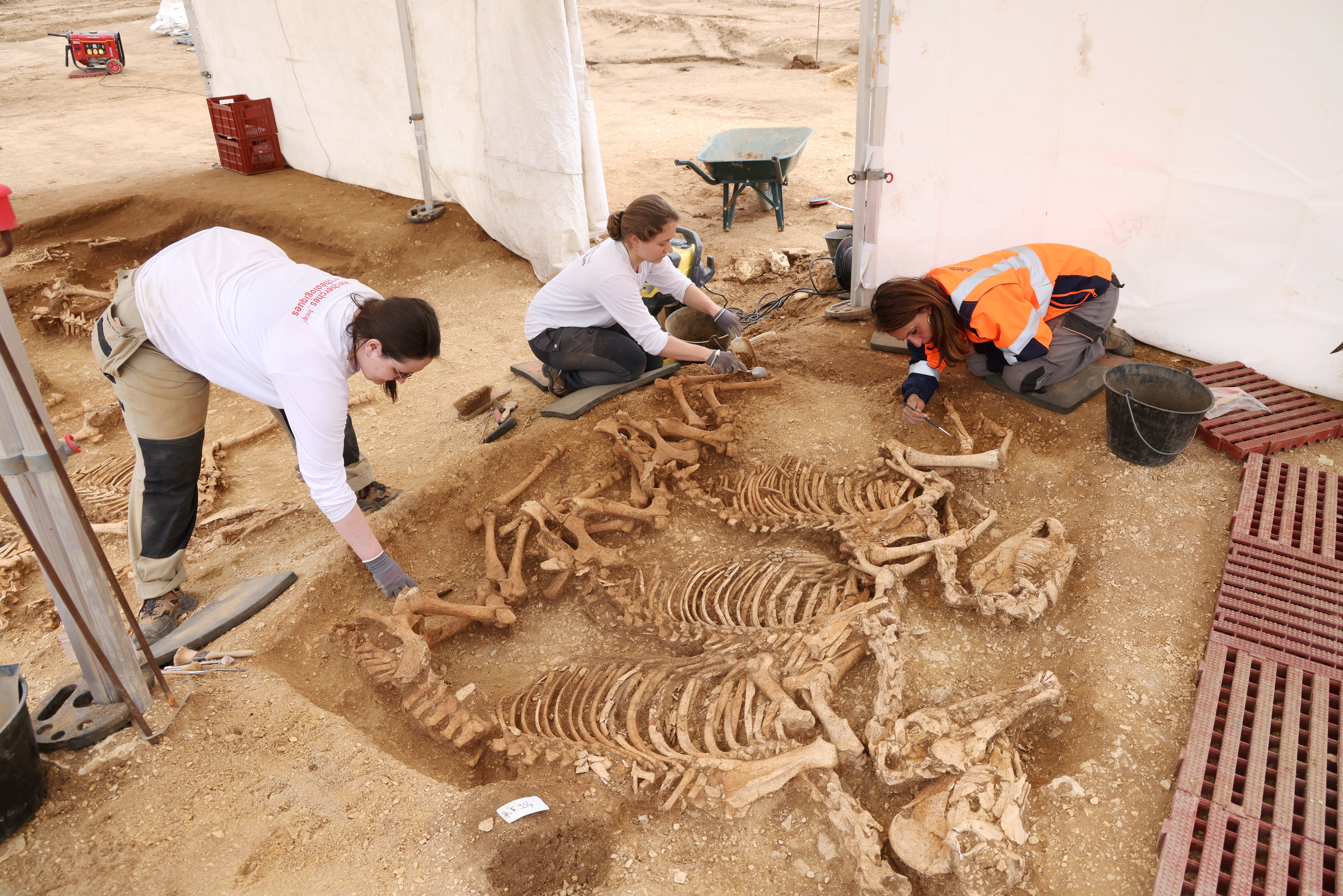 Les squelettes équins sont tous «couchés sur le flanc droit, la tête au sud», constatent les chercheurs, ce vendredi, à Villedieu-sur-Indre. LP/Jean-Baptiste Quentin