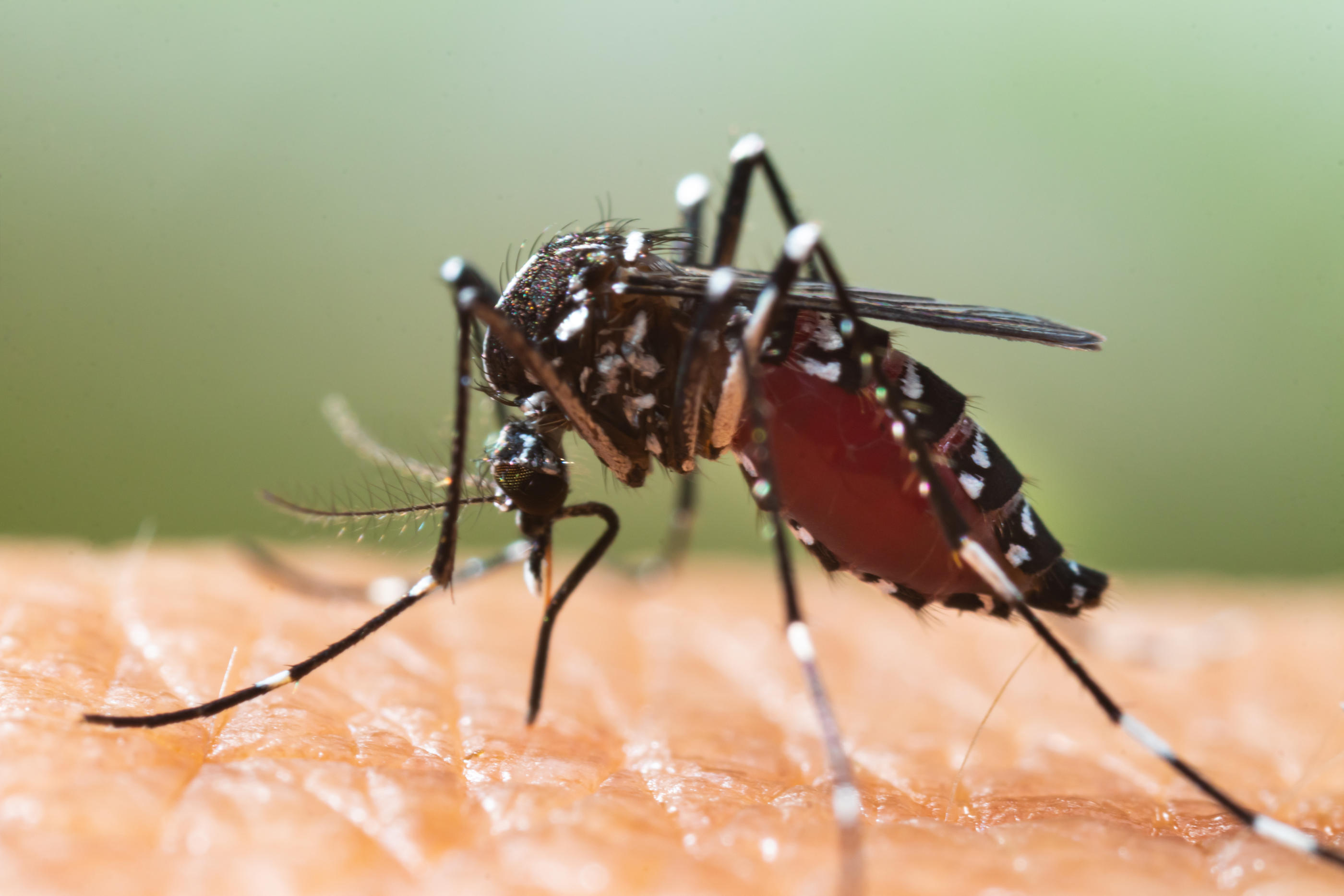 La dengue se transmets par l’intermédiaire de la piqûre d’un moustique tigre préalablement infecté par le virus auprès d’une personne. DR