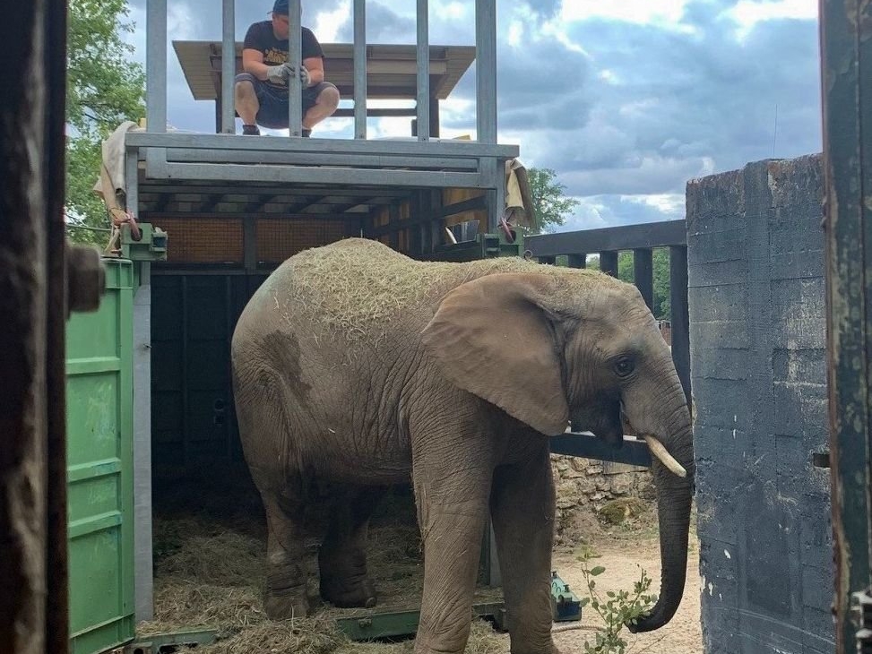 Thoiry, mardi. Le jeune pachyderme est arrivé en provenance de Magdebourg, dans l’est de l’Allemagne, après avoir parcouru près de 1 000 kilomètres dans un conteneur spécialement aménagé. DR/Zoo de Thoiry