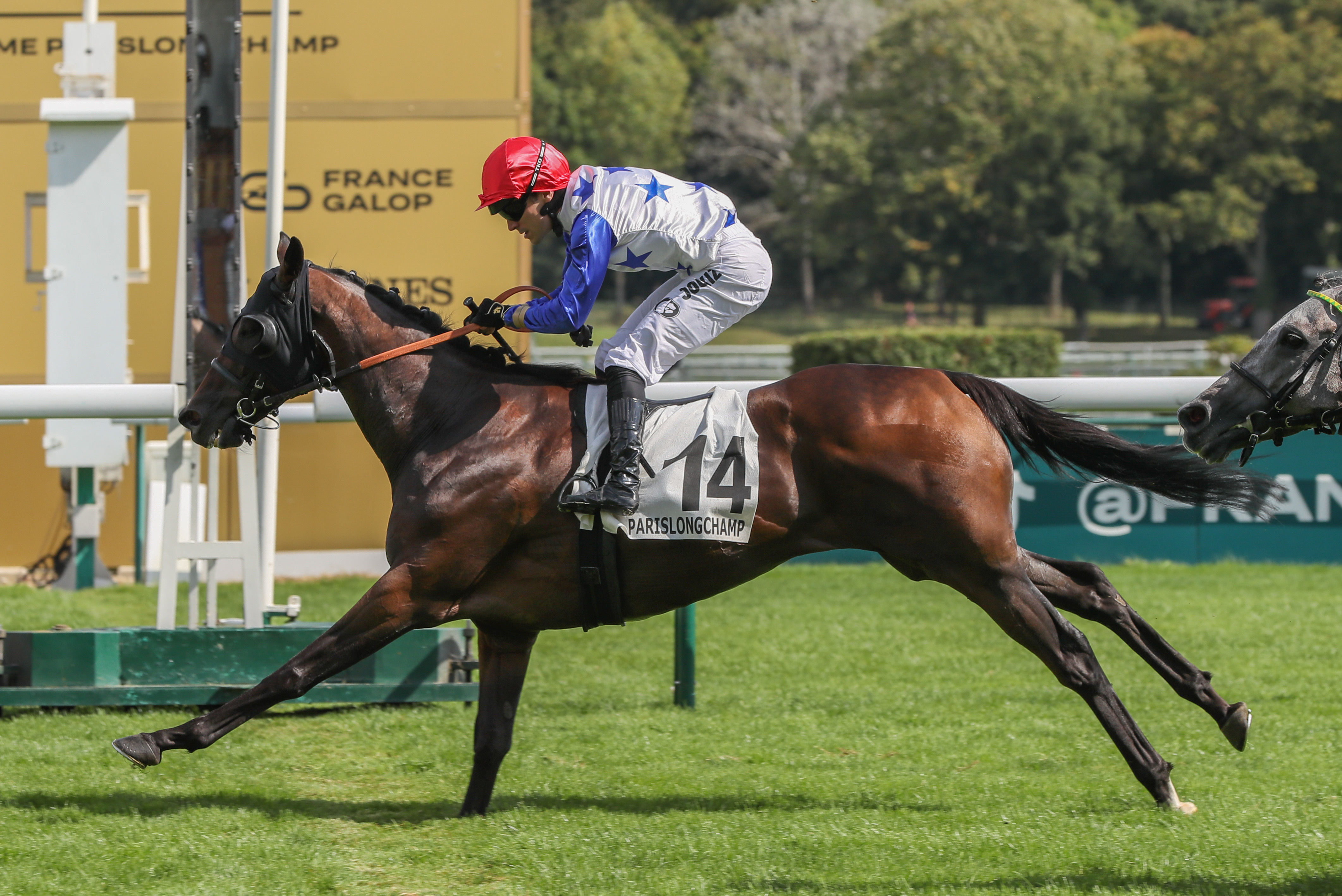 ParisLongchamp (XVIe), le 1er Septembre 2024. Combermere survole l'opposition et remporte le premier quinté de sa carrière. PMUSCOOPDYGA - FLAMENT P. H.