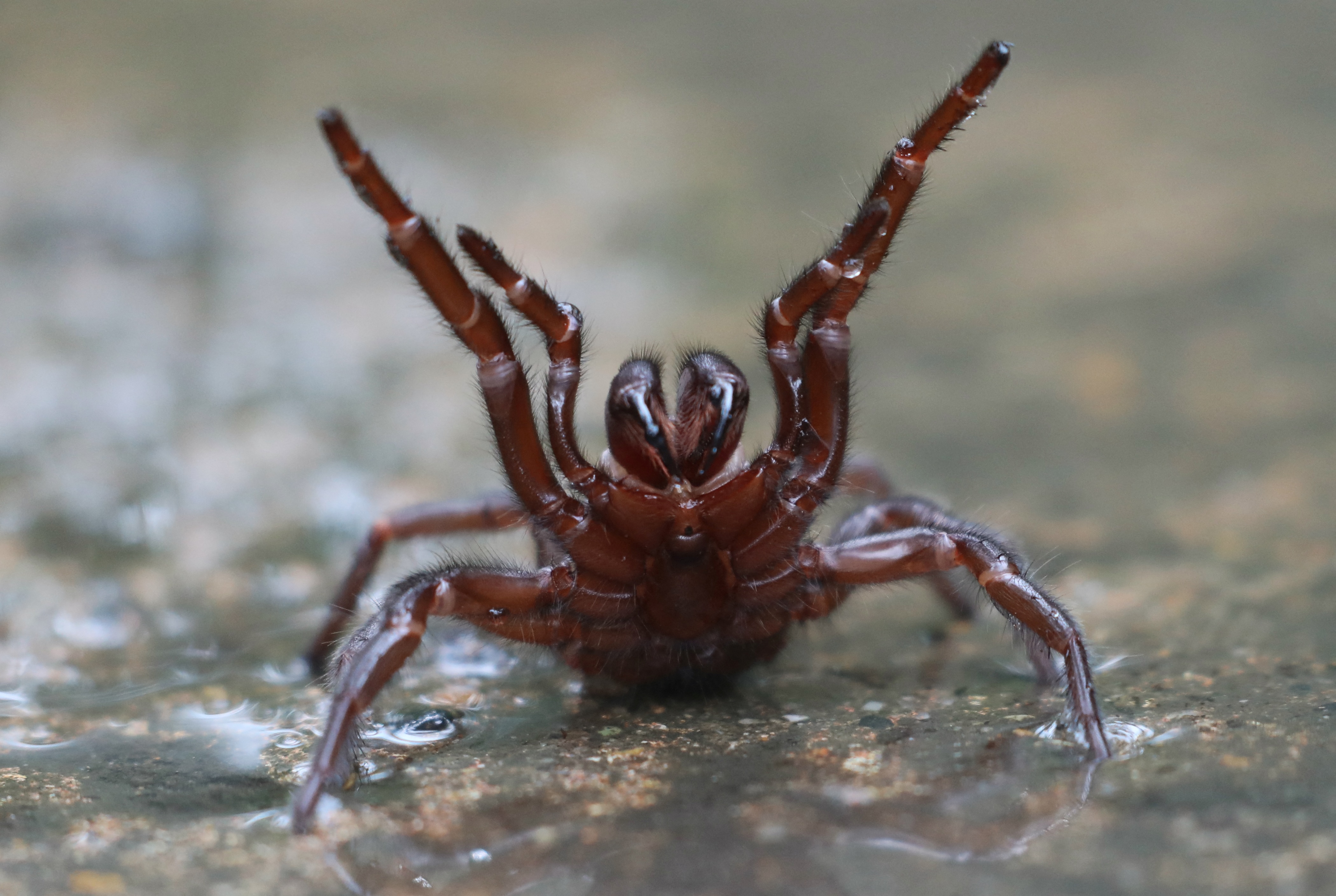 Habituellement, les représentants de cette espèce considérée comme l’araignée la plus venimeuse du monde, mesurent 1 à 5 cm. AFP/THE AUSTRALIAN REPTILE PARK