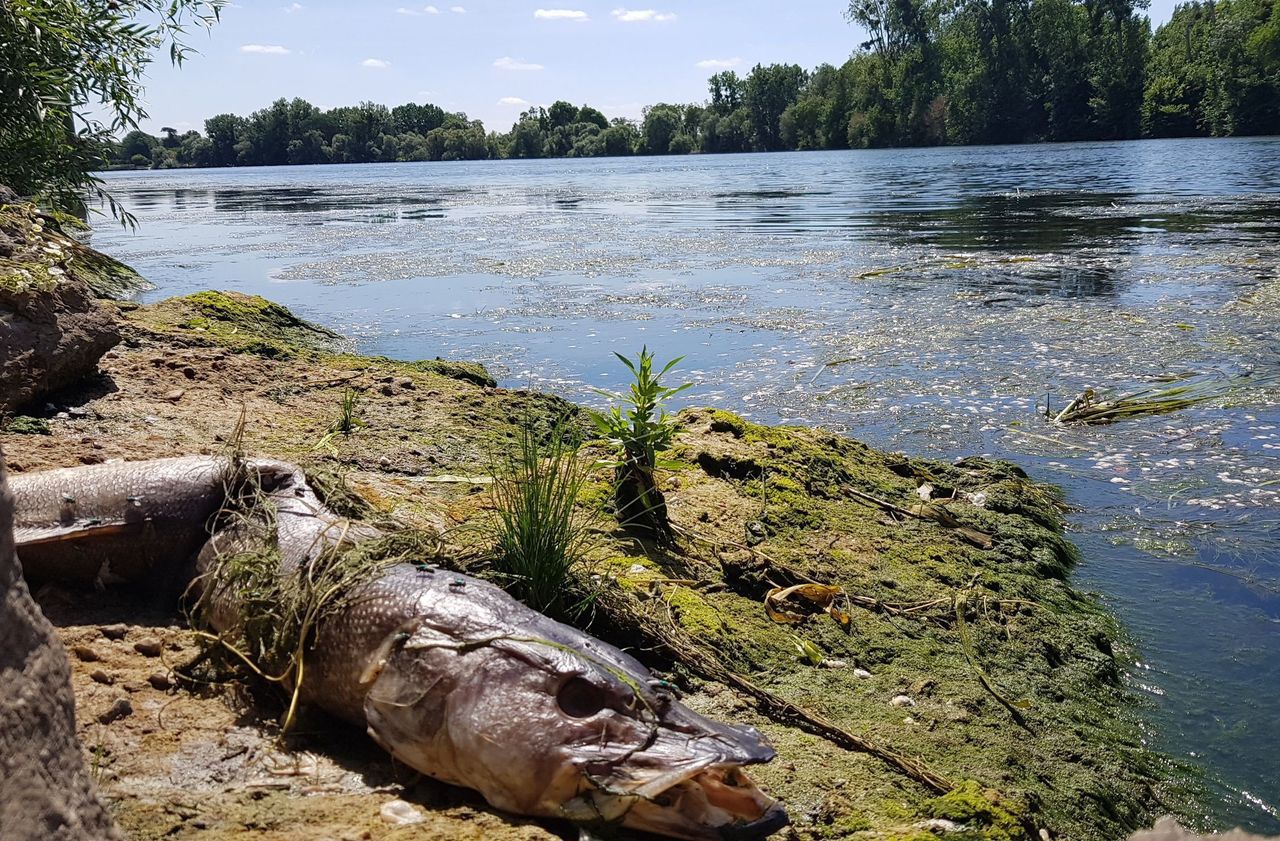 <b></b> Herblay (Val-d’Oise), le 8 juillet 2019. Des milliers de poissons avaient été retrouvés morts dans la Seine et sur les rives du fleuve, dans les Yvelines ou le Val-d’Oise. 