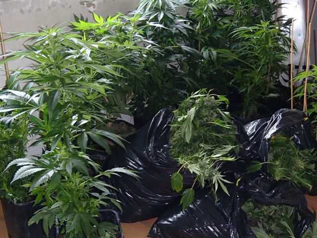 Illustration. Les policiers ont découvert puis saisi ces plants de cannabis dans une habitation d'une zone pavillonnaire.