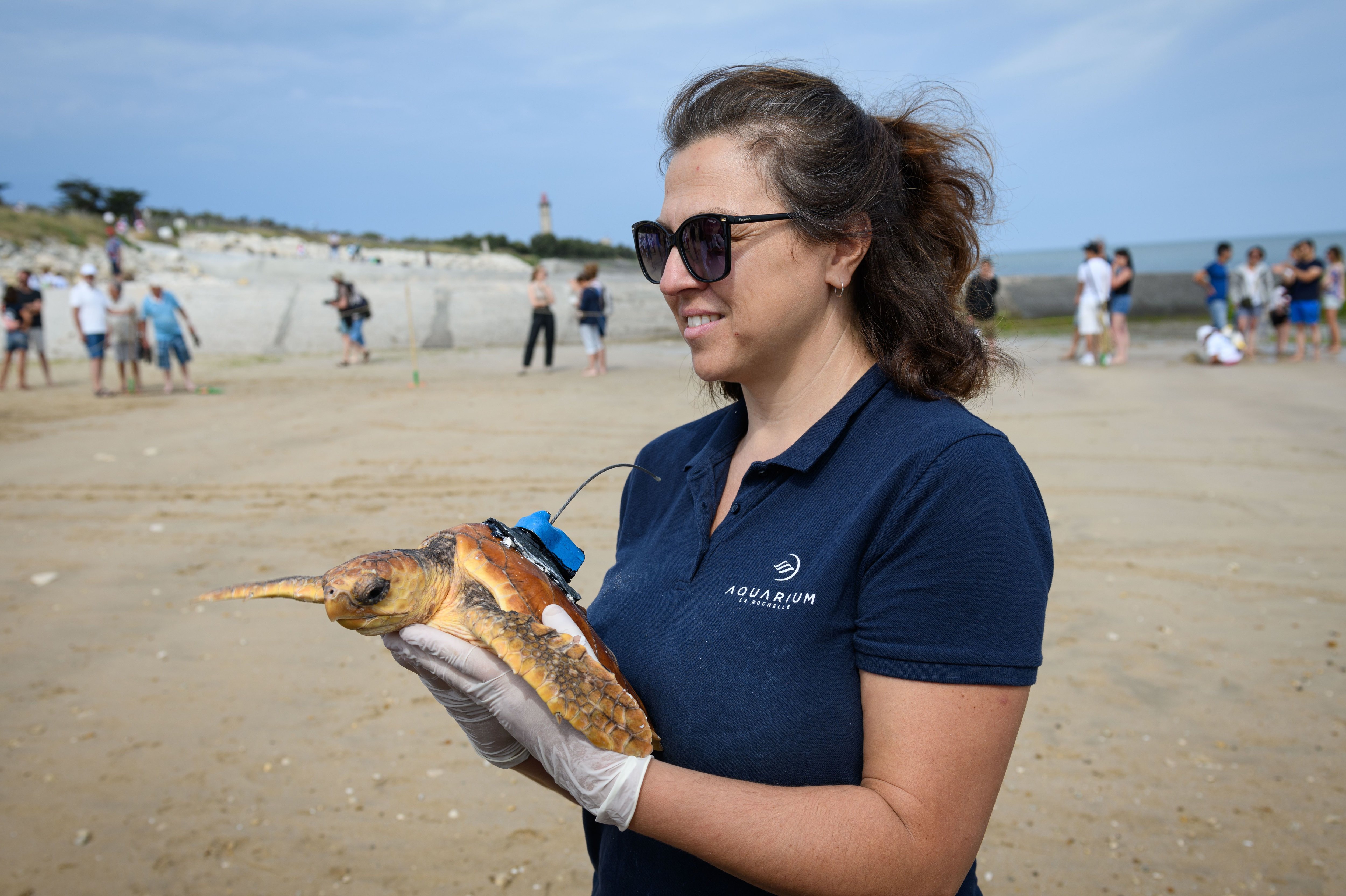 La biologiste Florence Dell'Amico avec l'une des 15 tortues remises à l'eau mercredi à Saint-Clément-des-Baleines (Charente-Maritime). LP/Fabien Paillot