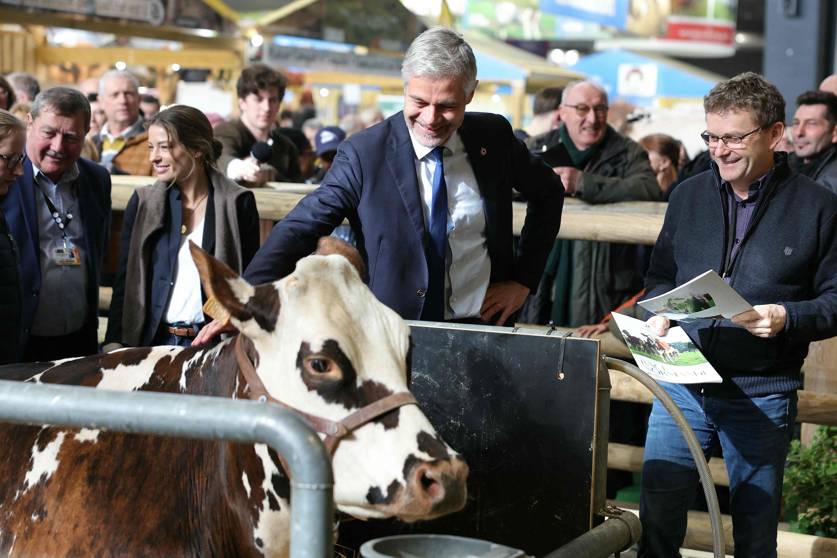 Le président d'Auvergne-Rhône-Alpes Laurent Wauquiez a salué mercredi Oreillette, vache normande égérie du Salon de l'agriculture 2024. AFP/Thomas Samson