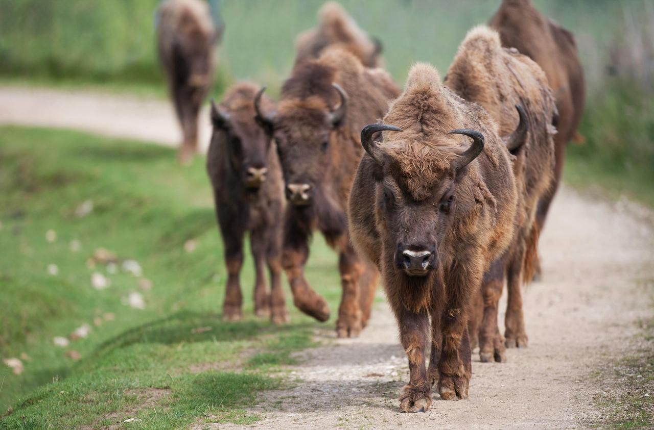 <b></b> Thoiry. Trois bisons nés à Thoiry ont retrouvé leur milieu naturel l’été dernier. Shaki, une femelle, a mis bas fin août.