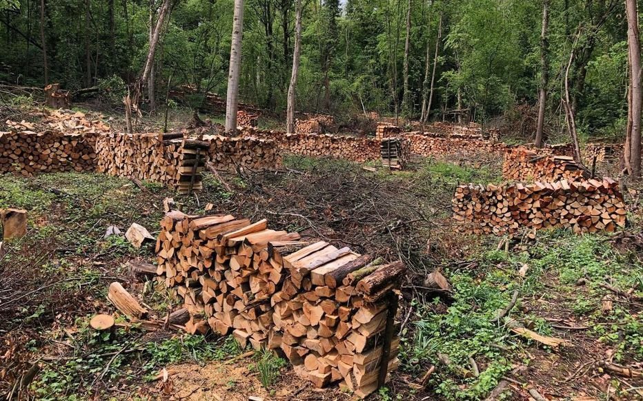 Quincy-sous-Sénart (Essonne), le 4 mai 2019. Un véritable atelier à ciel ouvert et des milliers de bûches avaient été découverts au cœur du bois des Prés. LP/J.M.