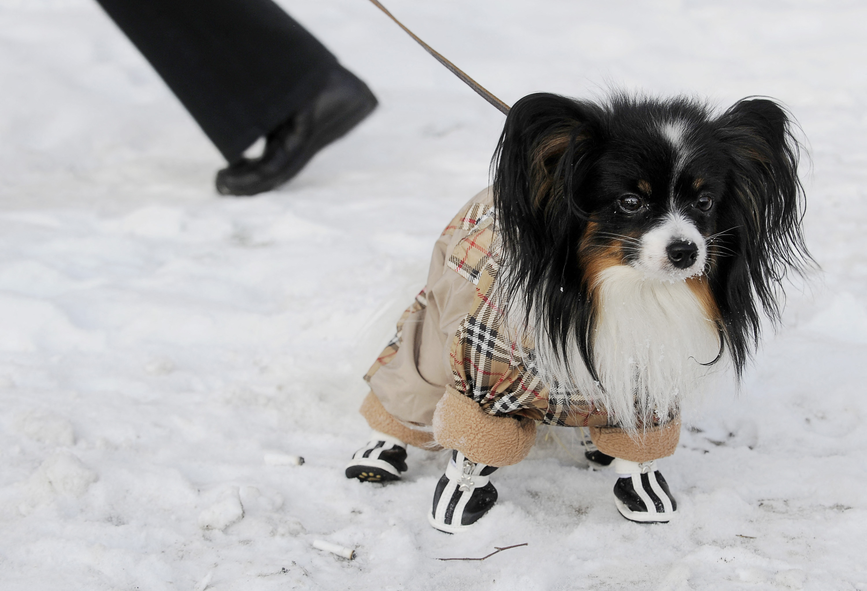 Attention, les chiens de petite taille sont les plus exposés au froid émanant du sol. AFP/Natalia Kolesnikova