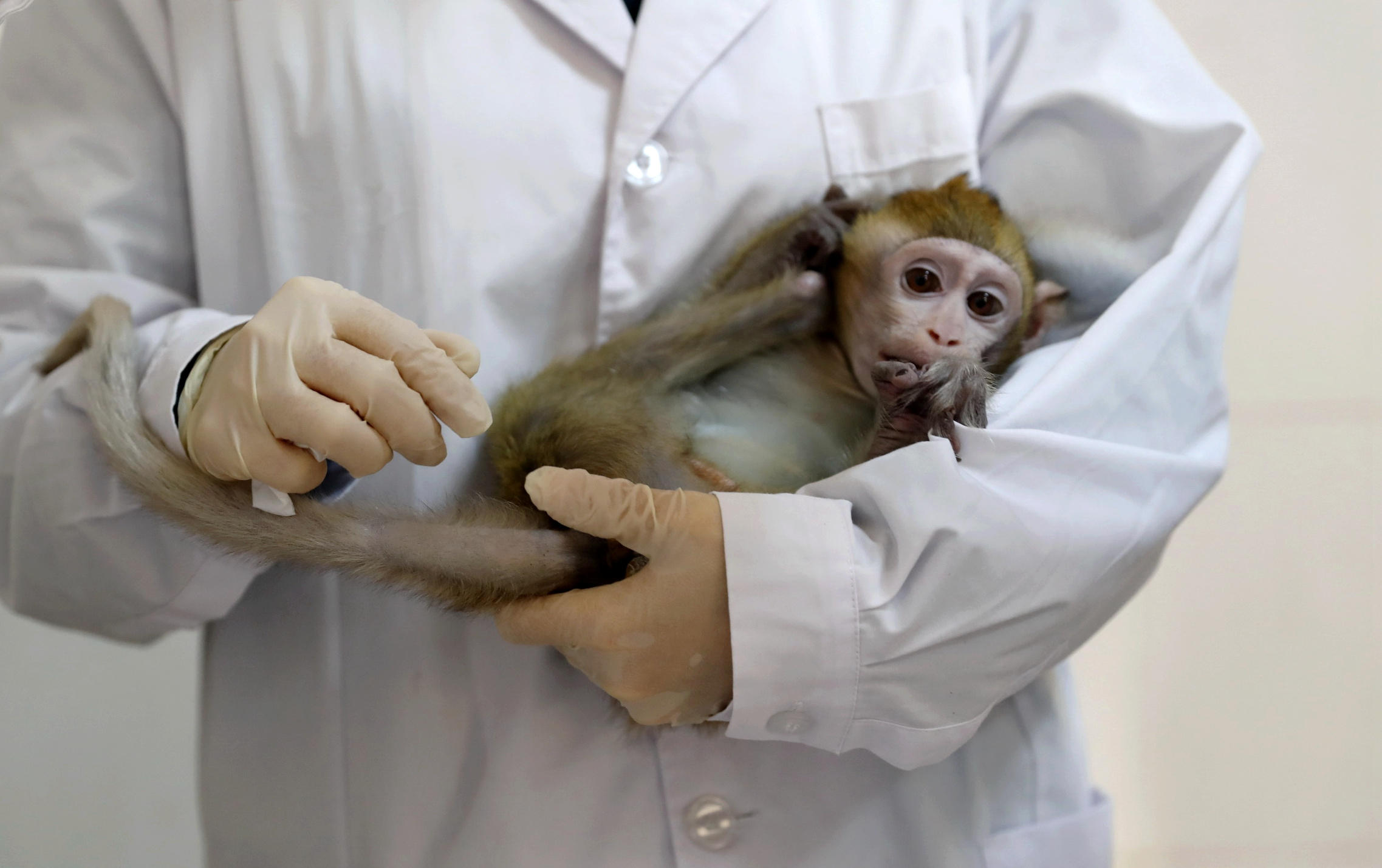 Les rapports d’inspection préfectoraux font état de faits délictueux concernant le traitement réservé aux macaques entre 2013 et 2022 : blessures non soignées, cages trop petites, anesthésiques périmés… (Illustration) China Daily CDIC