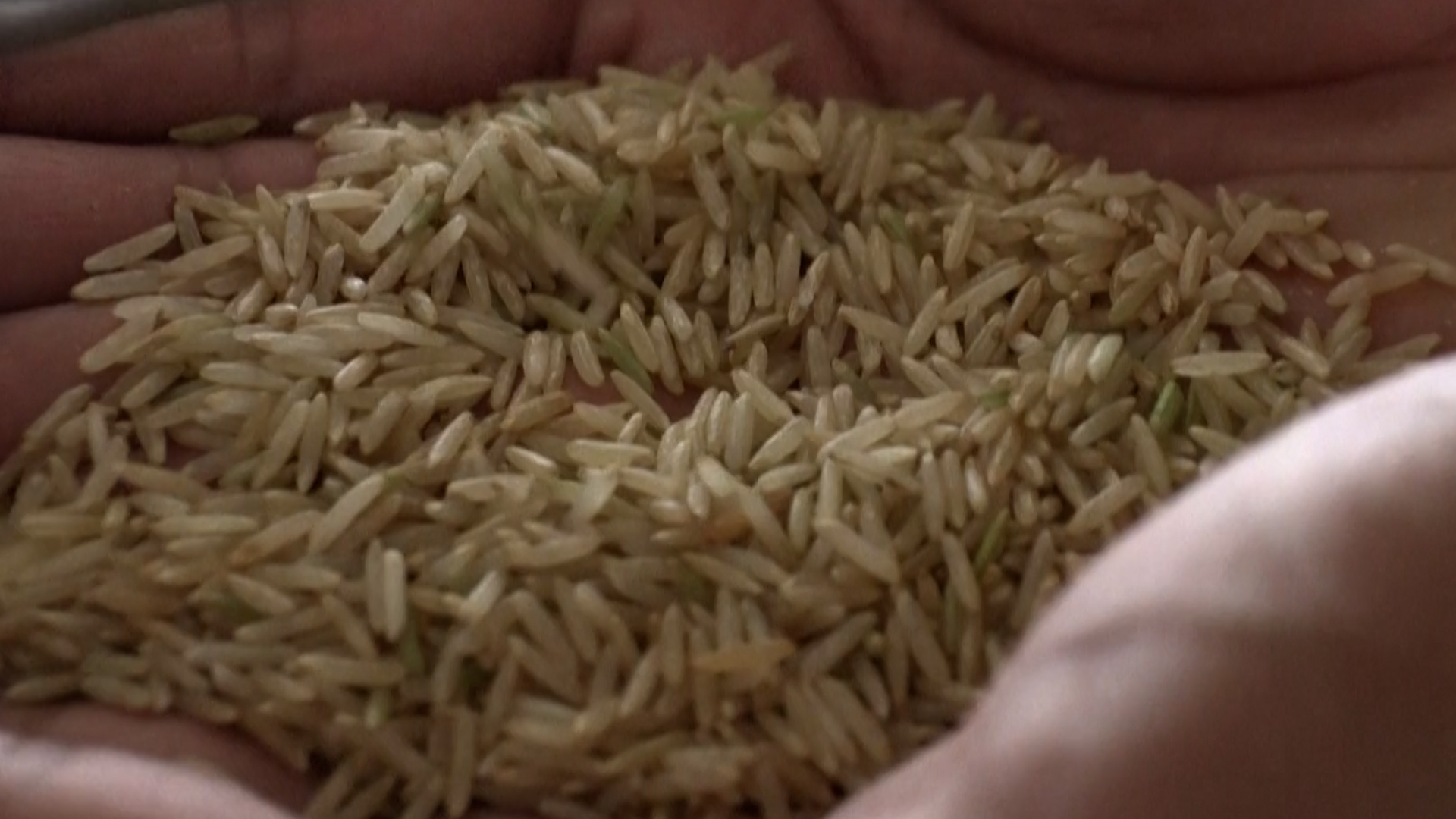 La présence d’aflatoxines a été détectée dans un riz basmati vendu chez Lidl. Selon l’Autorité européenne de sécurité des aliments (EFSA), ces toxines sont « génotoxiques et cancérigènes » pour l’Homme.