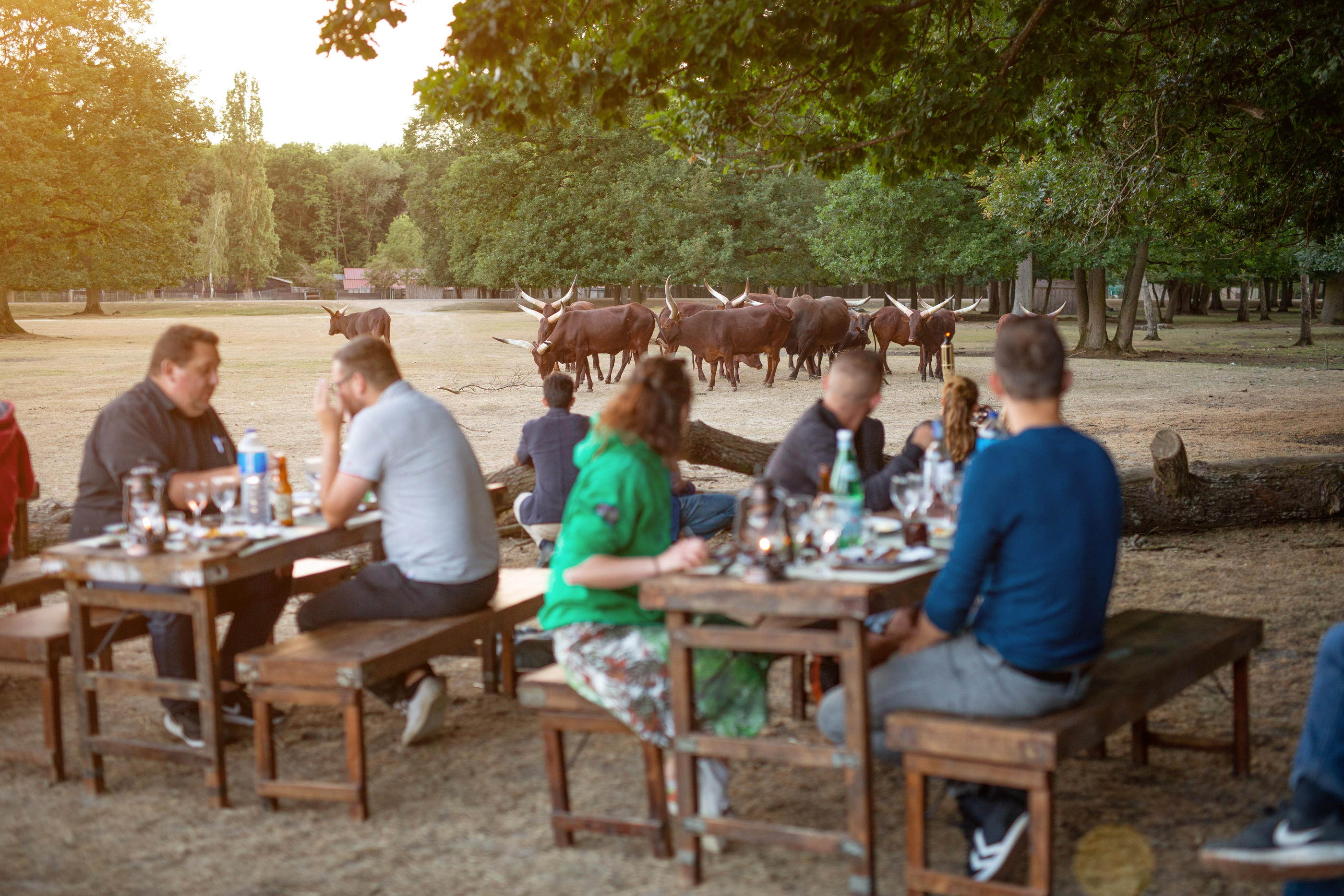 Le zoo de Thoiry (Yvelines) vous accueille tous les vendredis à partir du 15 juillet pour le retour de ses dîners-safari. DR/Thoiry