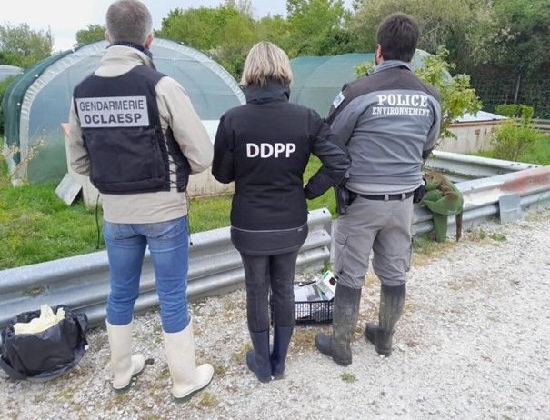 Trois personnes, dont le directeur du Refuge des tortues à Bessières, sont en garde à vue depuis mardi 23 avril à la suite d’investigations sur les conditions de conservation et d’hébergement irrégulières d’animaux protégés./DR