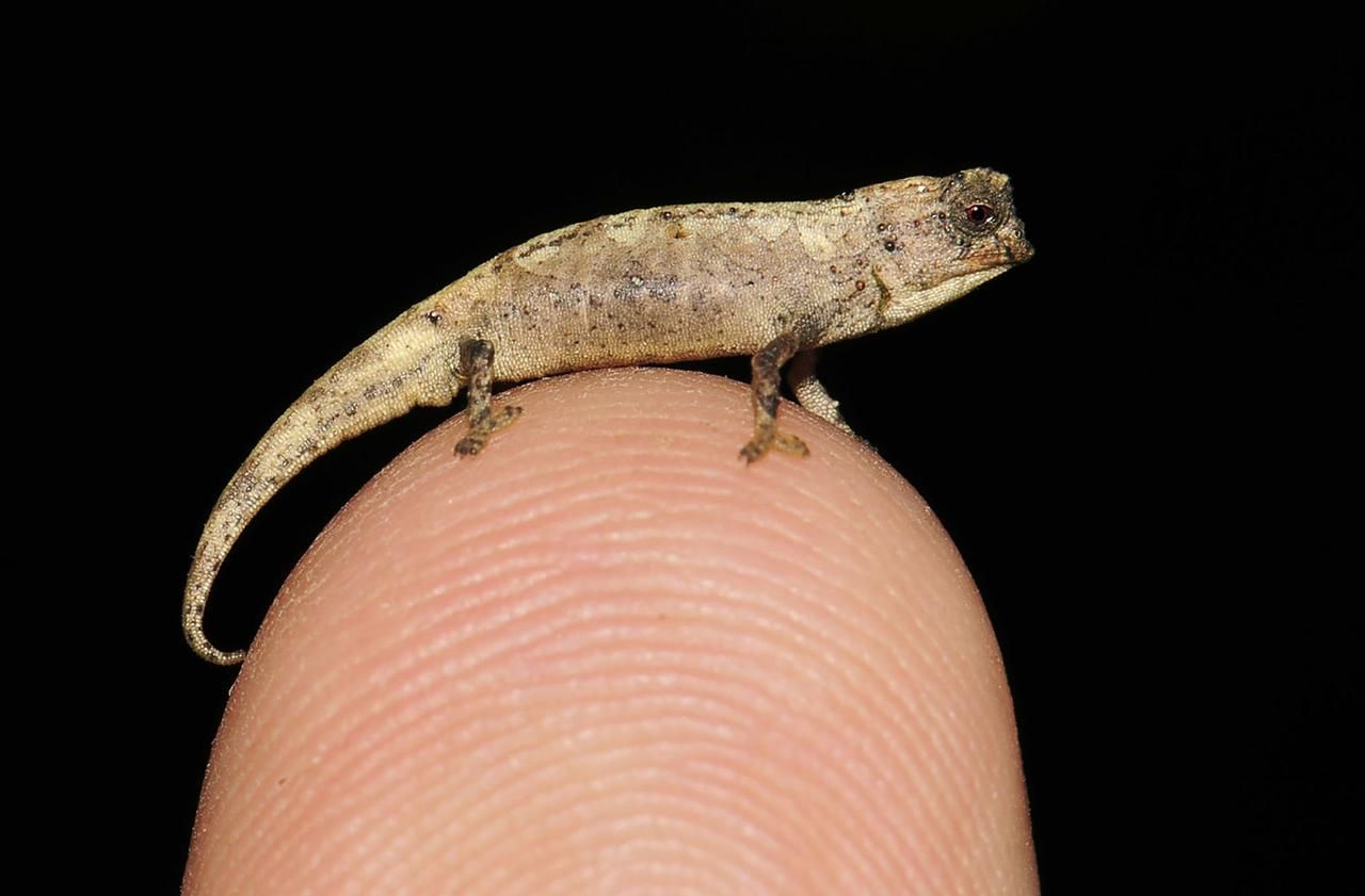 -Le plus petit reptile du monde tient sur le bout d'un doigt et s'appelle le «Brookesia nana»