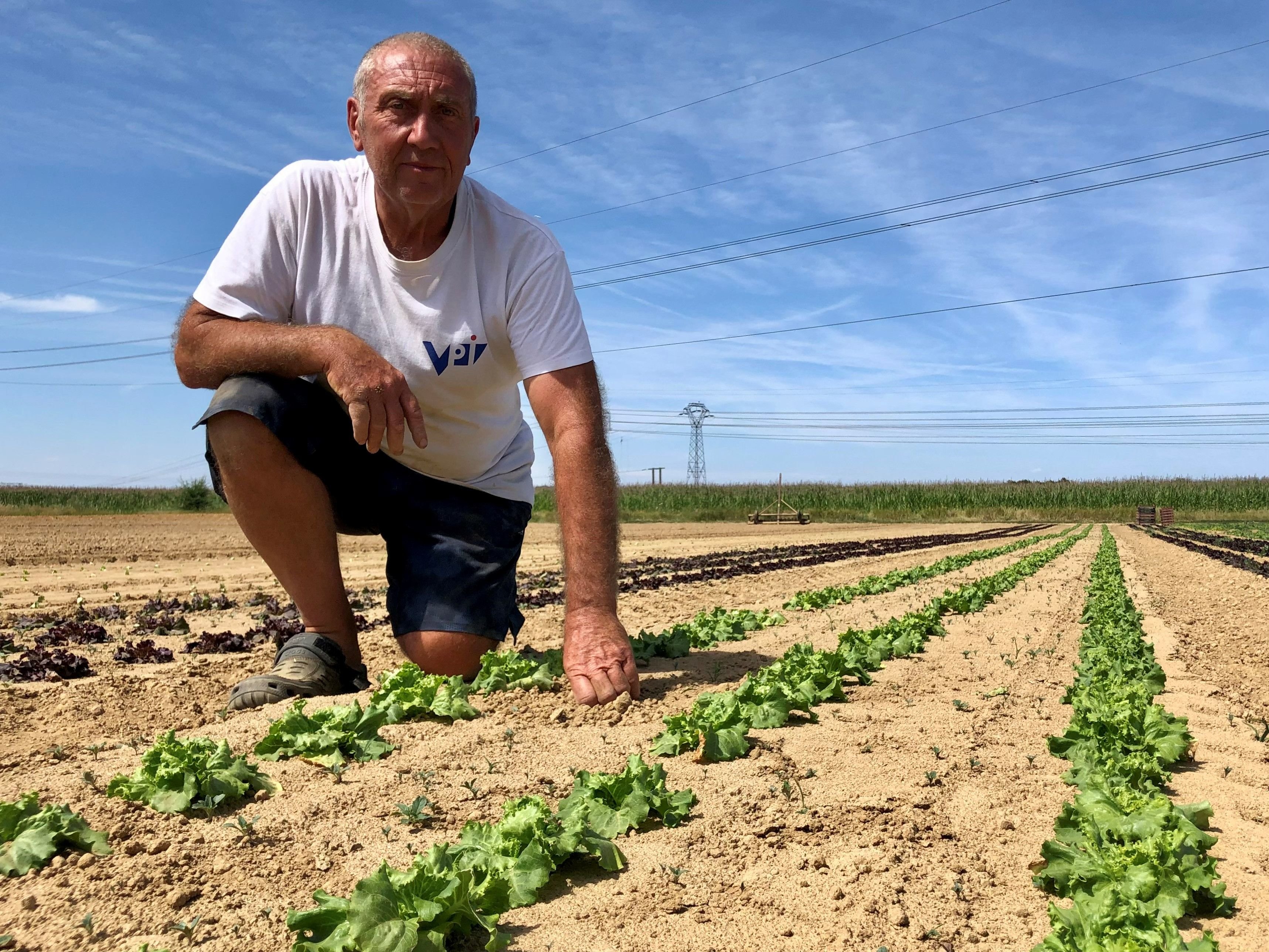 Depuis plus de trente ans, Marc Mascetti fait pousser tomates, oignons et autres aubergines sans eau ni pesticide, dans ses champs de Marcoussis (Essonne). LP/Florian Garcia