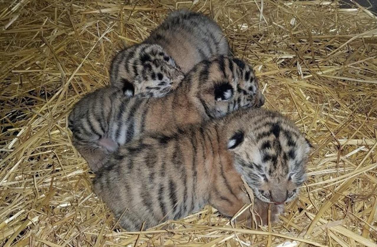Loiret Trois Bebes Tigres Naissent Chez L Eleveur Controverse Le Parisien