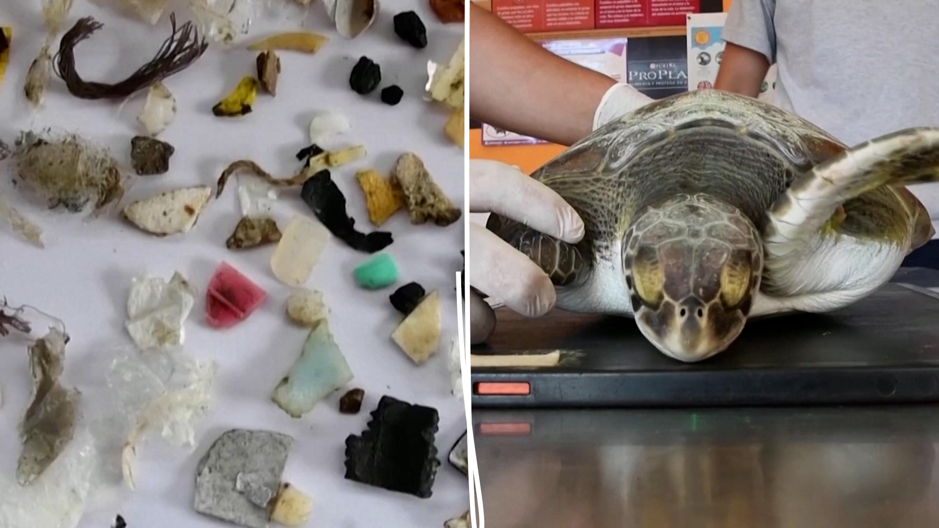 LES Mediavores - Cette tortue pris au piège dans les déchets