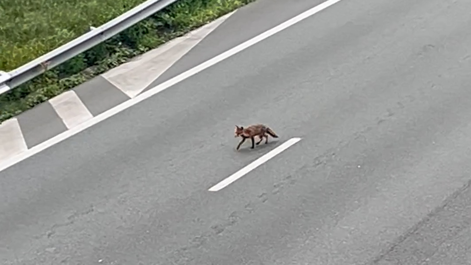 Un renard marche tranquillement au milieu de l'autoroute A13, fermée entre Boulogne et Vaucresson. LP/Freerk Boedeltje