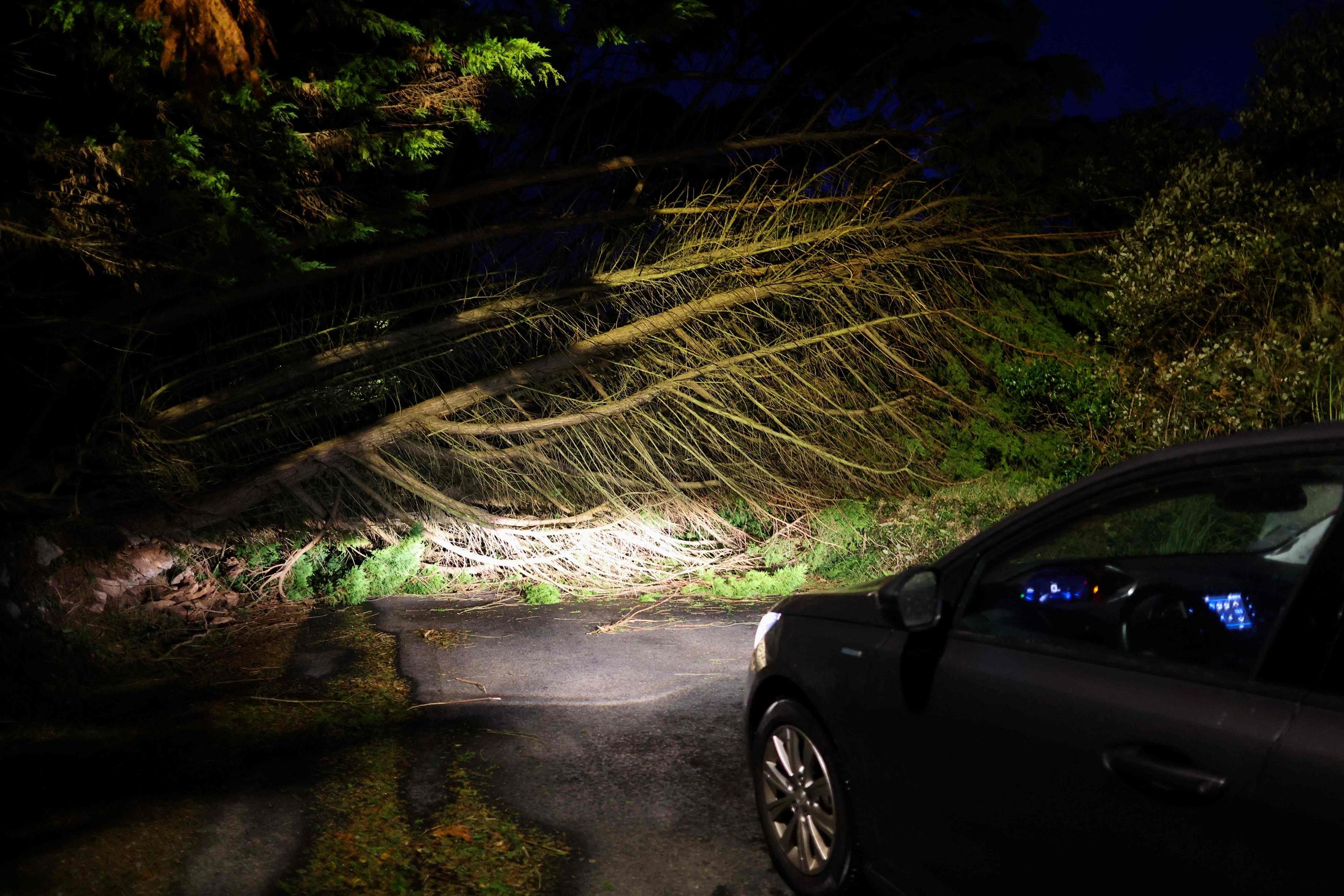 L’accident a eu lieu vers 4h30 du matin ce jeudi, sur une route départementale de l'Aisne, lorsque les rafales de vent ont provoqué la chute d'un arbre. (Illustration) AFP/FRED TANNEAU