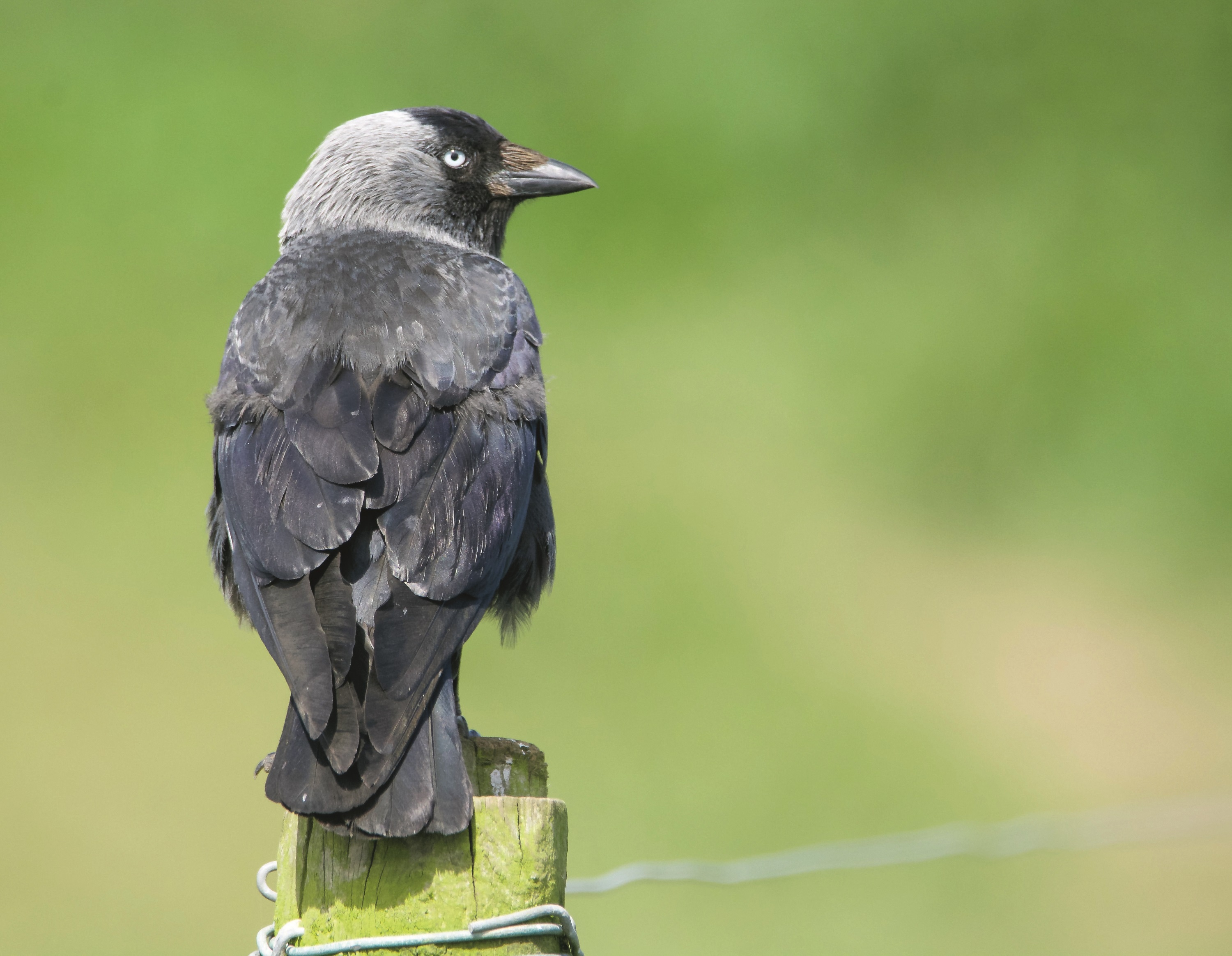 Grand Corbeau – Oiseau du Parc Naturel Régional du Luberon