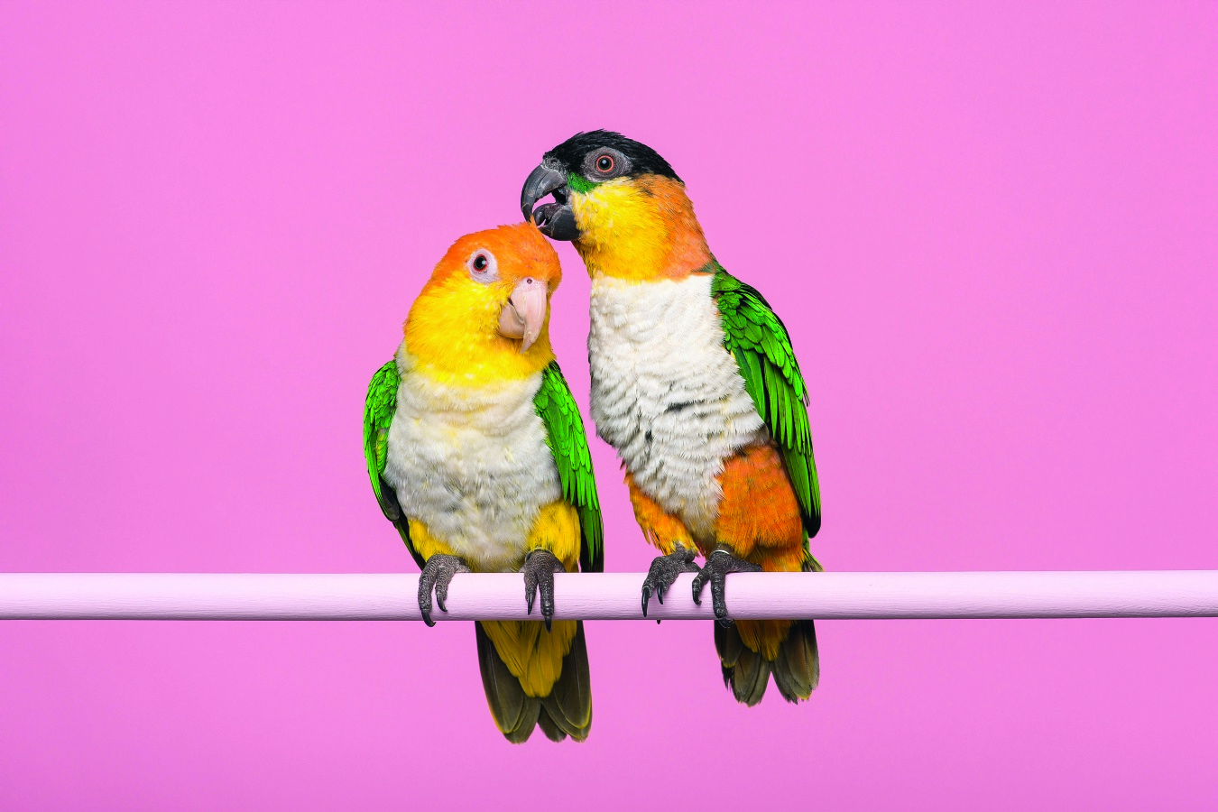 Les mœurs sexuelles des animaux sont incroyablement variées. Les perroquets caïques, originaires d’Amérique du Sud, ne conçoivent leur vie qu’en couple, par exemple. Getty/iStockphoto/MirasWonderland