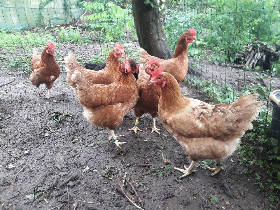 Ce dimanche à Orry-la-Ville, l'opération adoptez une poule devrait permettre de sauver une soixantaine de poules de l'abattoir.