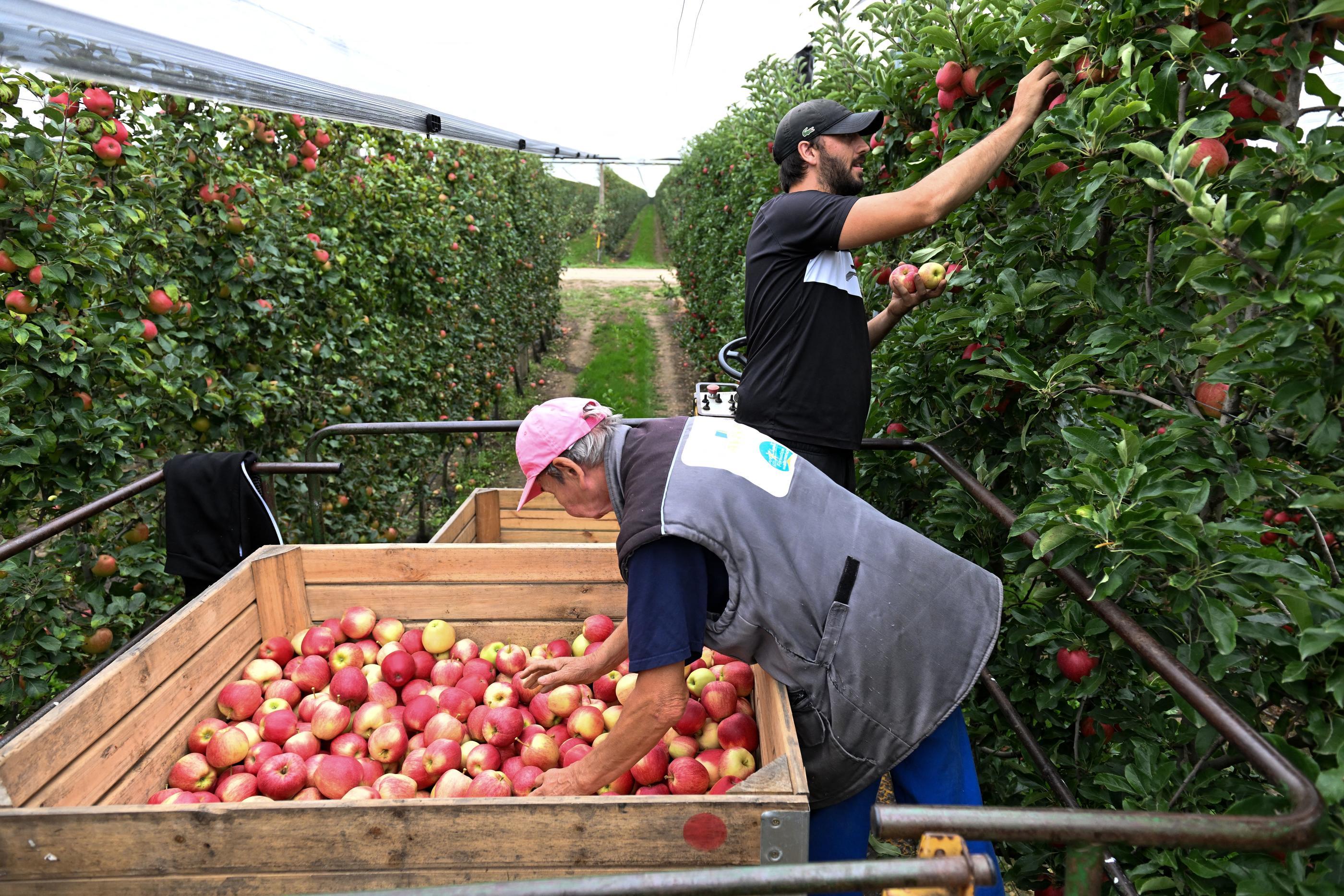 La cueillette des pommes a déjà commencé dans le Val-de-Loire, ici à Montreuil-Juigné (Maine-et-Loire). Josselin Clair/ Le courrier de l'Ouest.