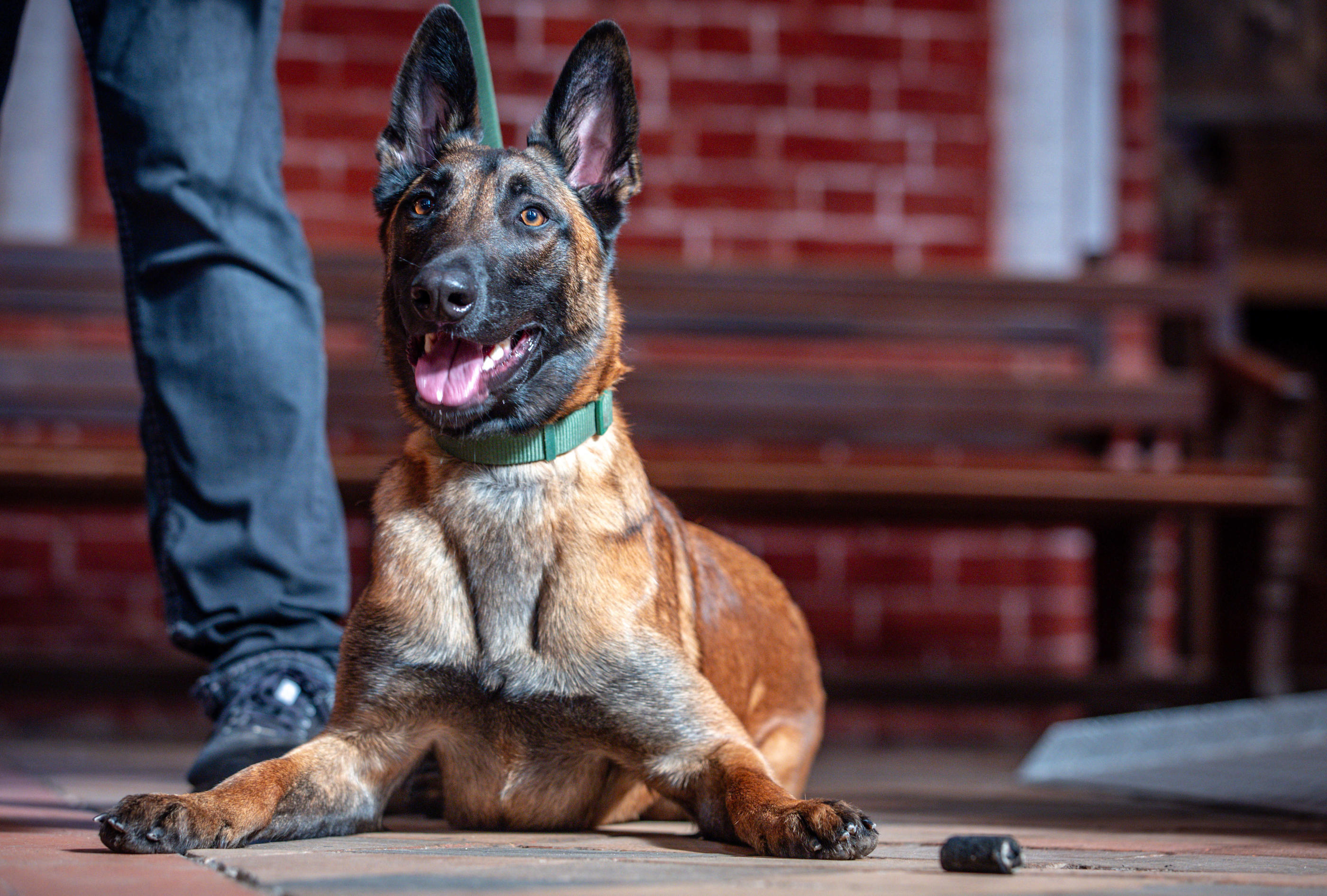 Le malinois est recherché pour son travail, son obéissance, ses aptitudes de chien léger, sportif et vaillant. (Illustration) Icon Sport/Jens Bittner/dpa