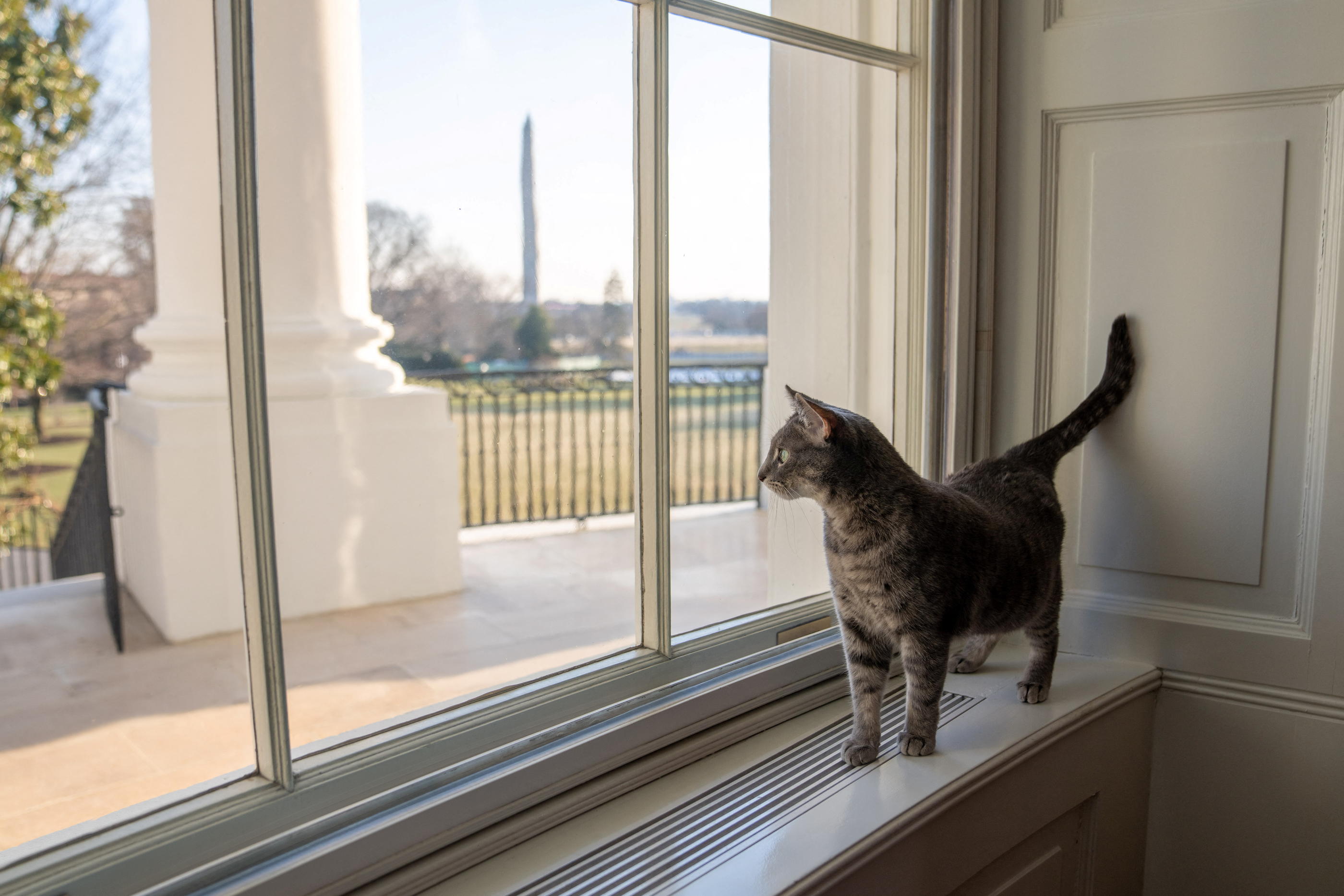 Etats Unis Les Biden Accueillent Willow Le Premier Chat A La Maison Blanche Le Parisien