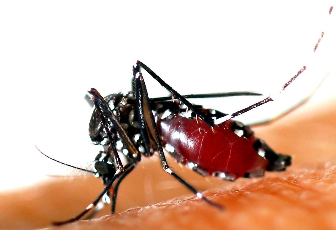 Zika : le virus peut aussi provoquer la myélite, grave atteinte ...
