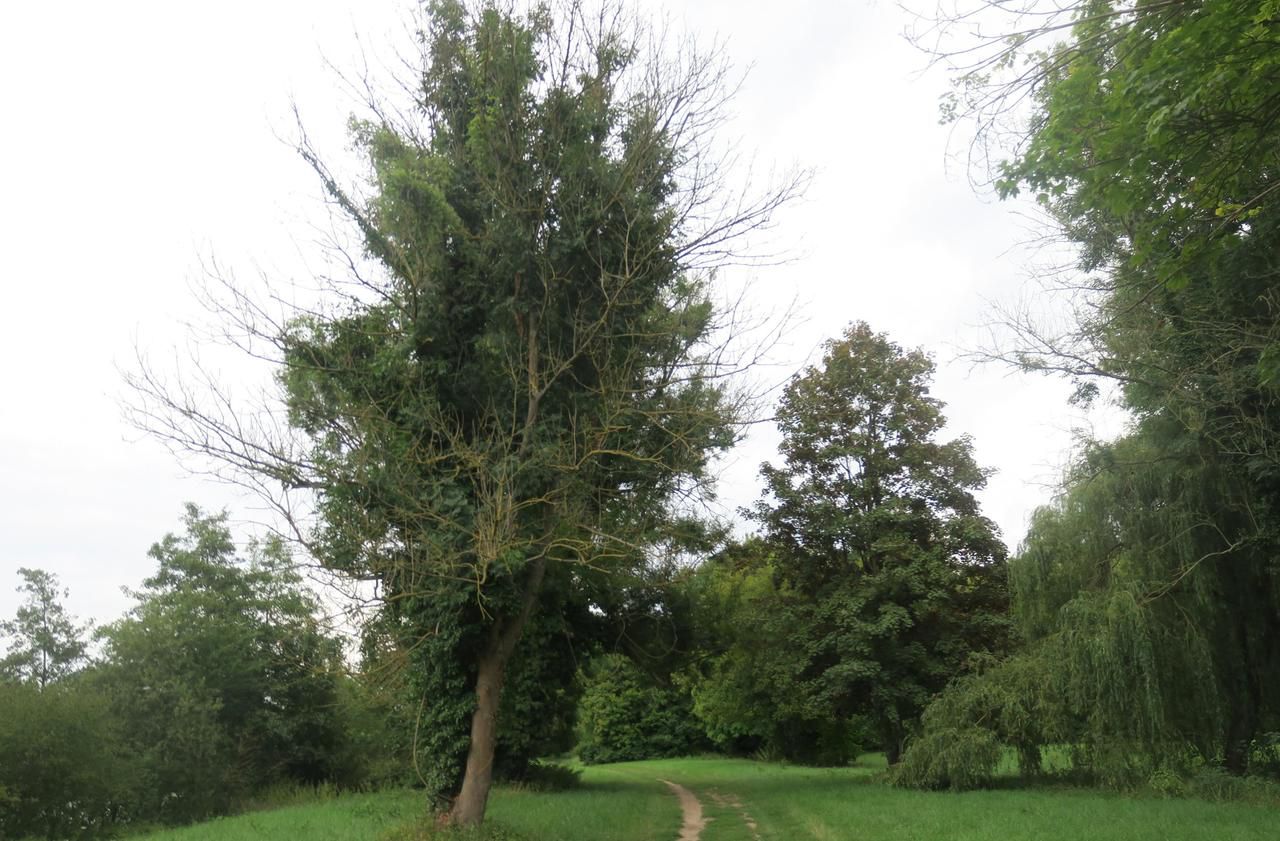 <b></b> Thorigny-sur-Marne, vendredi. La chalarose assèche la cime et fait dépérir la souche. Les frênes touchés comme celui-ci se reconnaissent à leurs branches nues et quasiment mortes.  