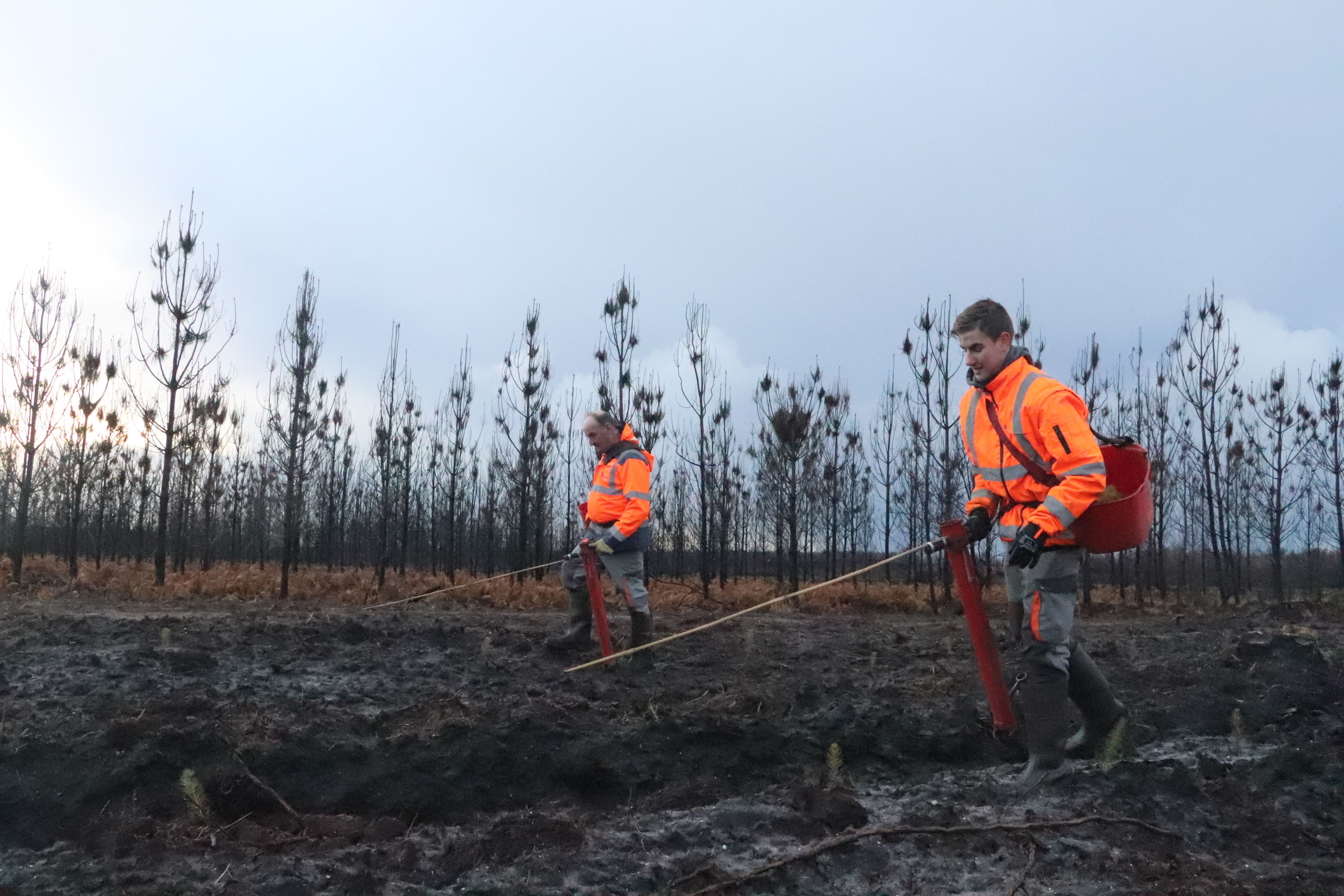 Alors que des pins calcinés par les incendies de l'été 2022 attendent encore d'être coupés, la plantation sur les parcelles dégagées a déjà commencé. LP/Clara Echarri