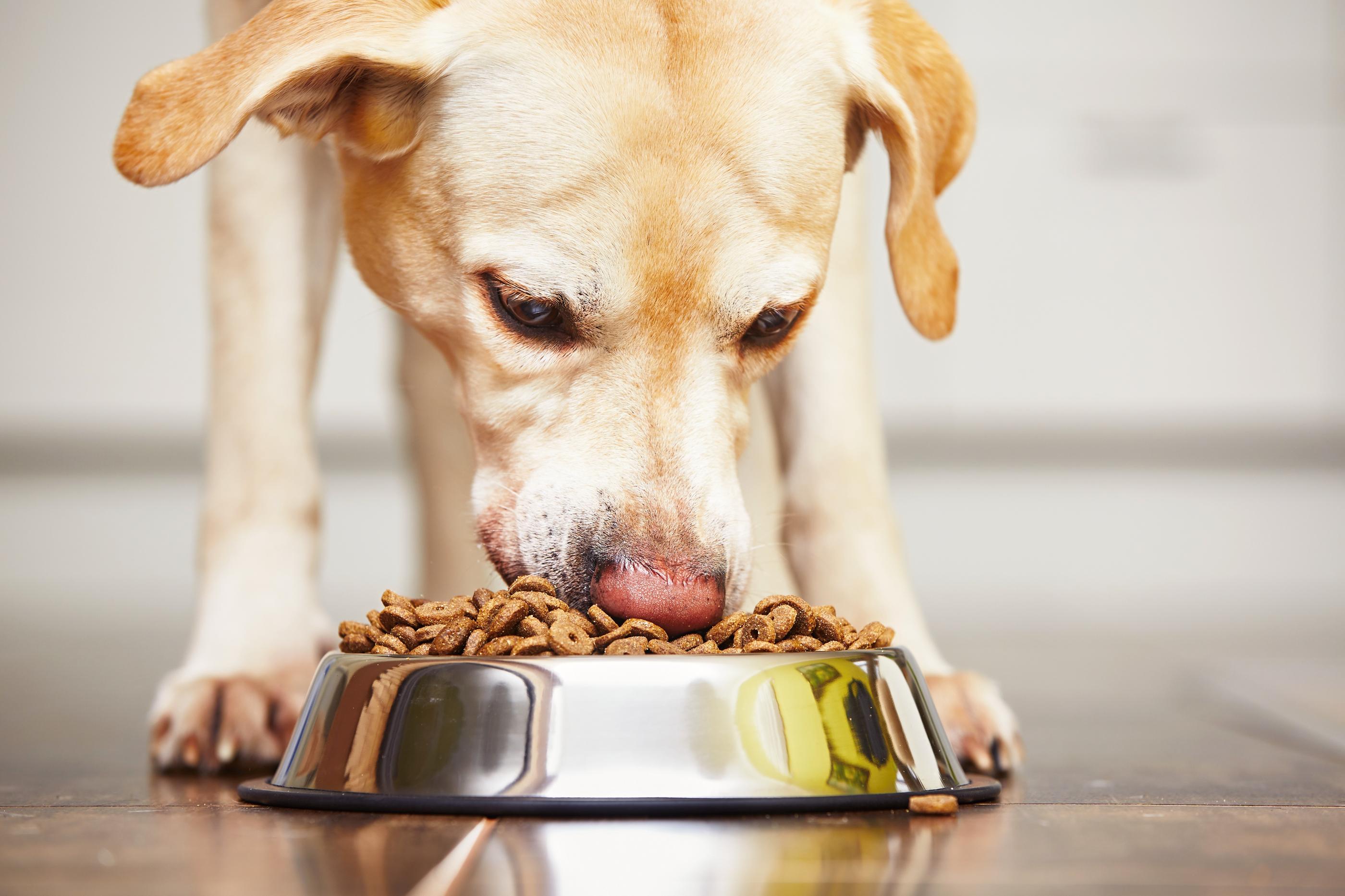 Privilégier les croquettes plutôt que la patée pour chiens permet de réduire l’impact carbone de leur alimentation. Istock