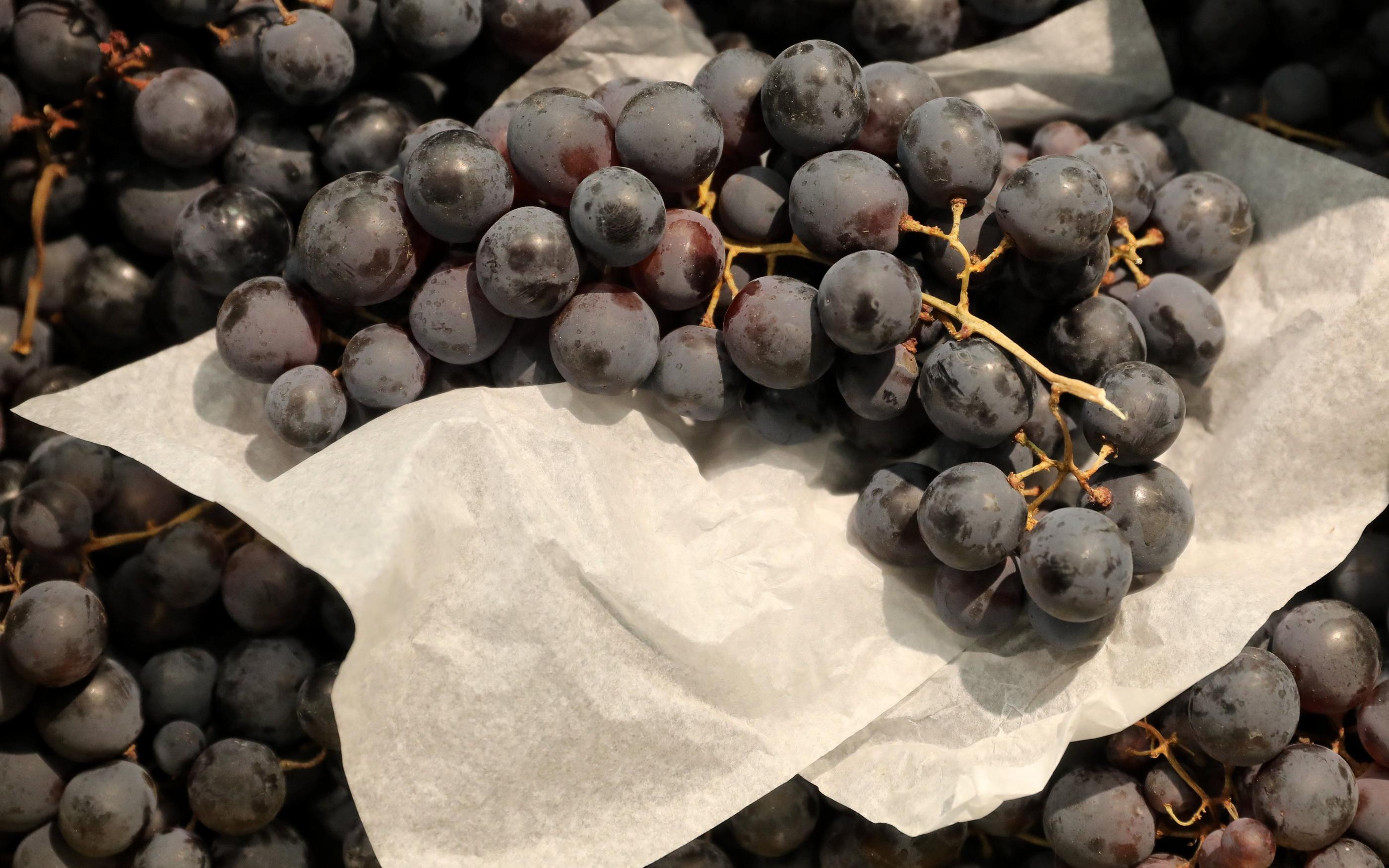 Le raisin regorge d’antioxydants bénéfiques à la santé. LP/Arnaud Journois
