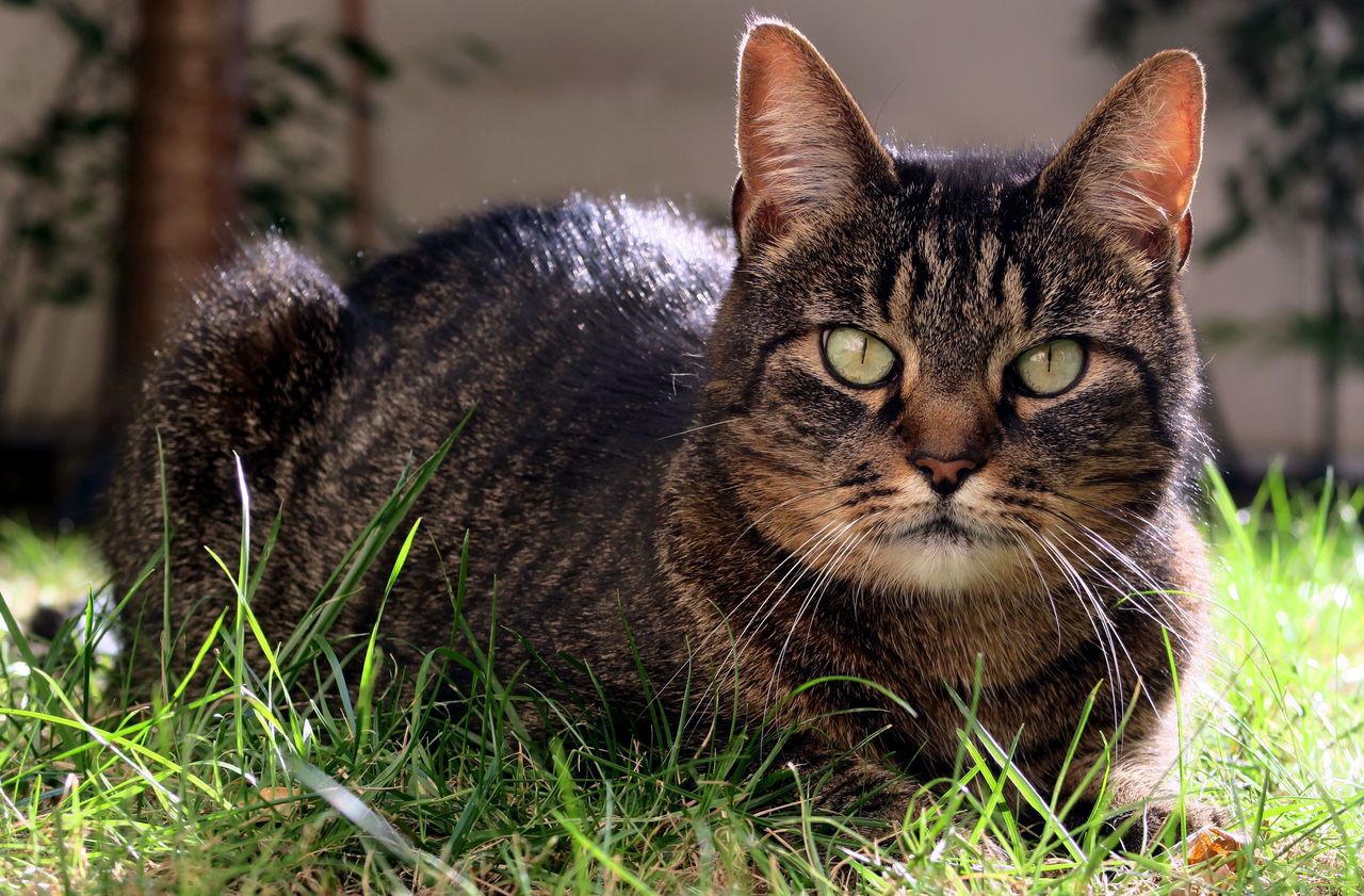 Des dizaines de chats congelés découverts dans une maison insalubre de ...