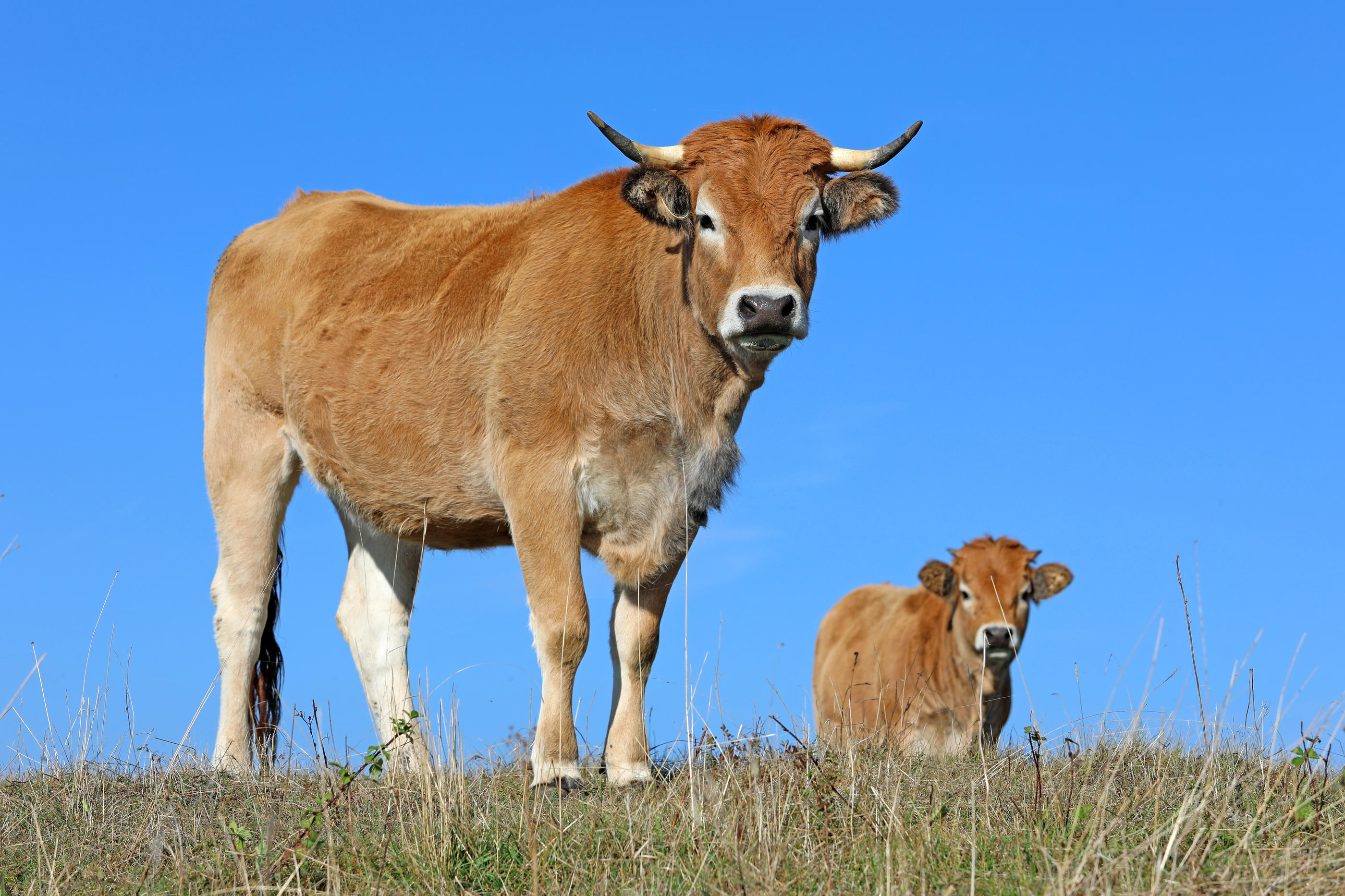 Le foin qui nourrit les vaches Aubrac de Galdric Sola se fait rare dans les pâturages sur les hauteurs de Prades. (Illustration) Istock/Sablin