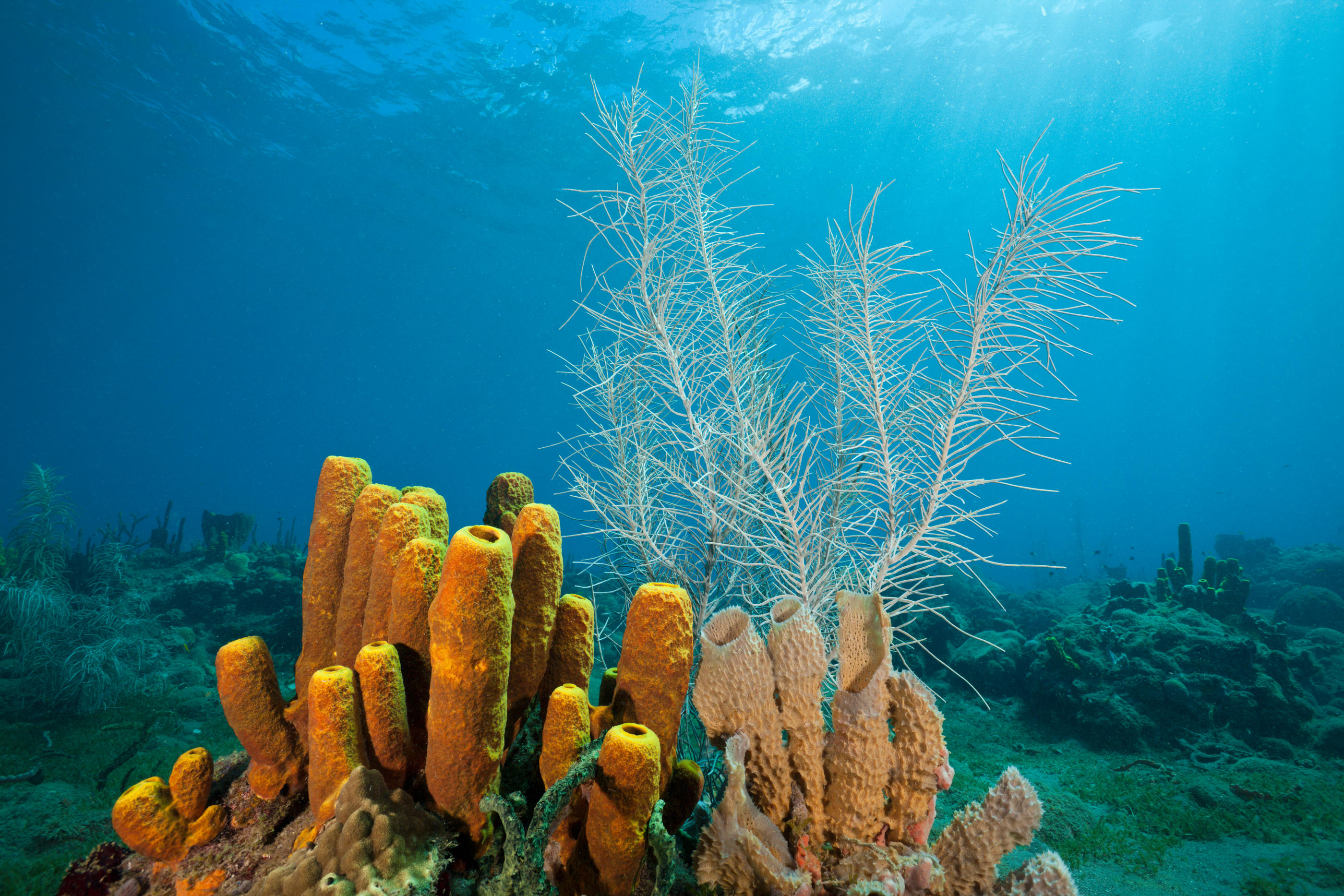 Des chercheurs de l’Université de Porto Rico-Mayagüez ont tenté de calculer le réchauffement climatique en étudiant entre 2007 et 2017, des sclérosponges, squelettes de calcaire d’éponges de mer. Istock/Reinhard Dirscherl