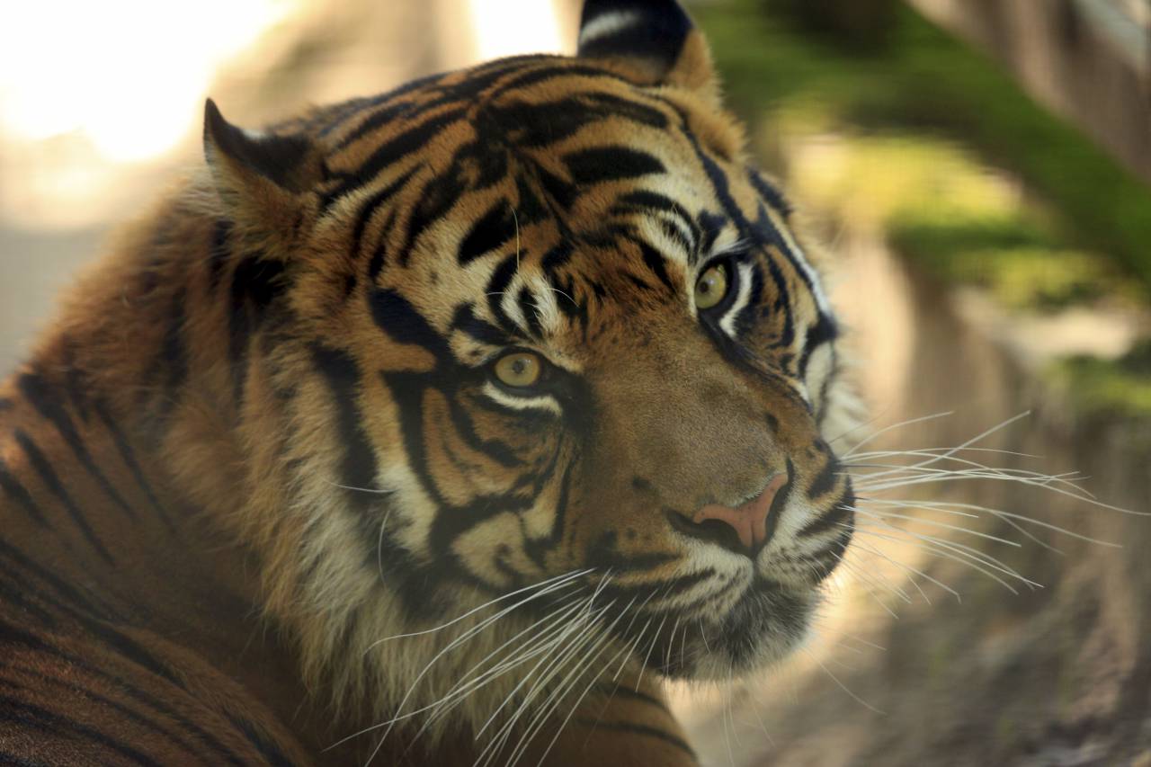 United States: a tiger at large in Houston, the police are looking for him