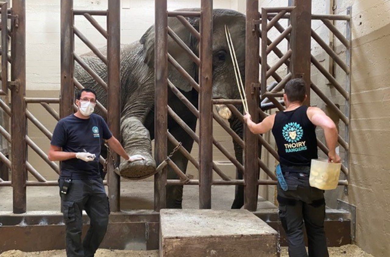 <b></b> Mathieu et Lucas, tous les deux soigneurs au parc animalier, s’occupent de la routine médicale de Ben l’éléphant. 