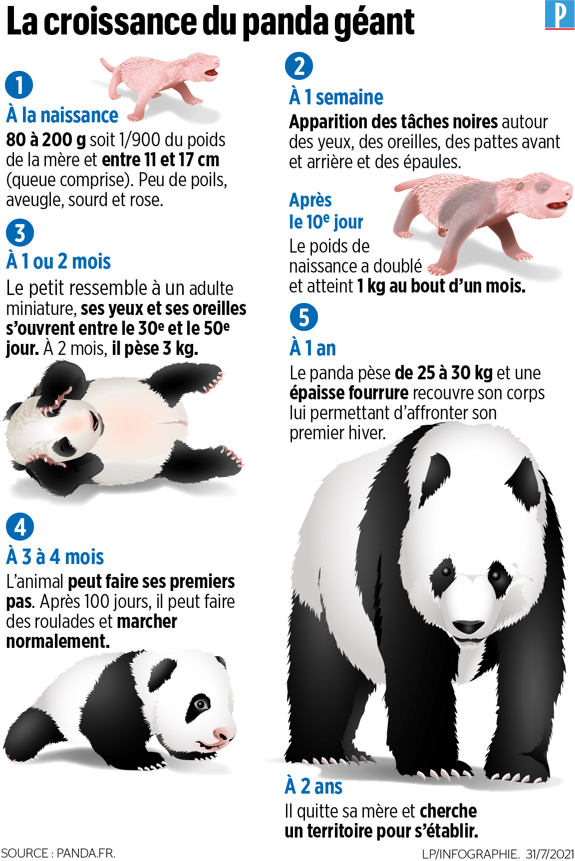 Présentation d'un bébé panda roux au zoo de Lisbonne - Sciences et Avenir