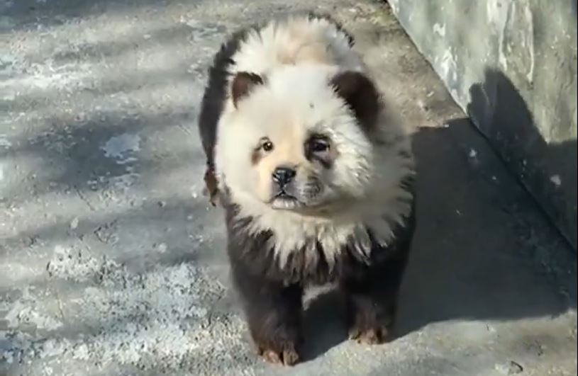 Les « chiens pandas » étaient en réalité des chiens de la race chow-chow, teints en noir et blanc. Shangai Daily
