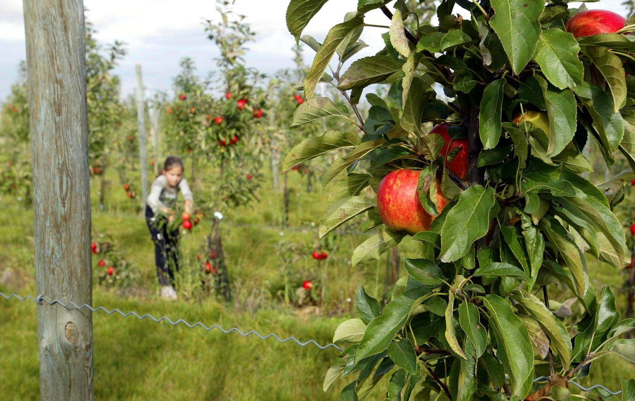 Avant la fermeture du site, en mars 2024, jusqu'à 80 espèces végétales étaient cultivées sur les parcelles. DR.