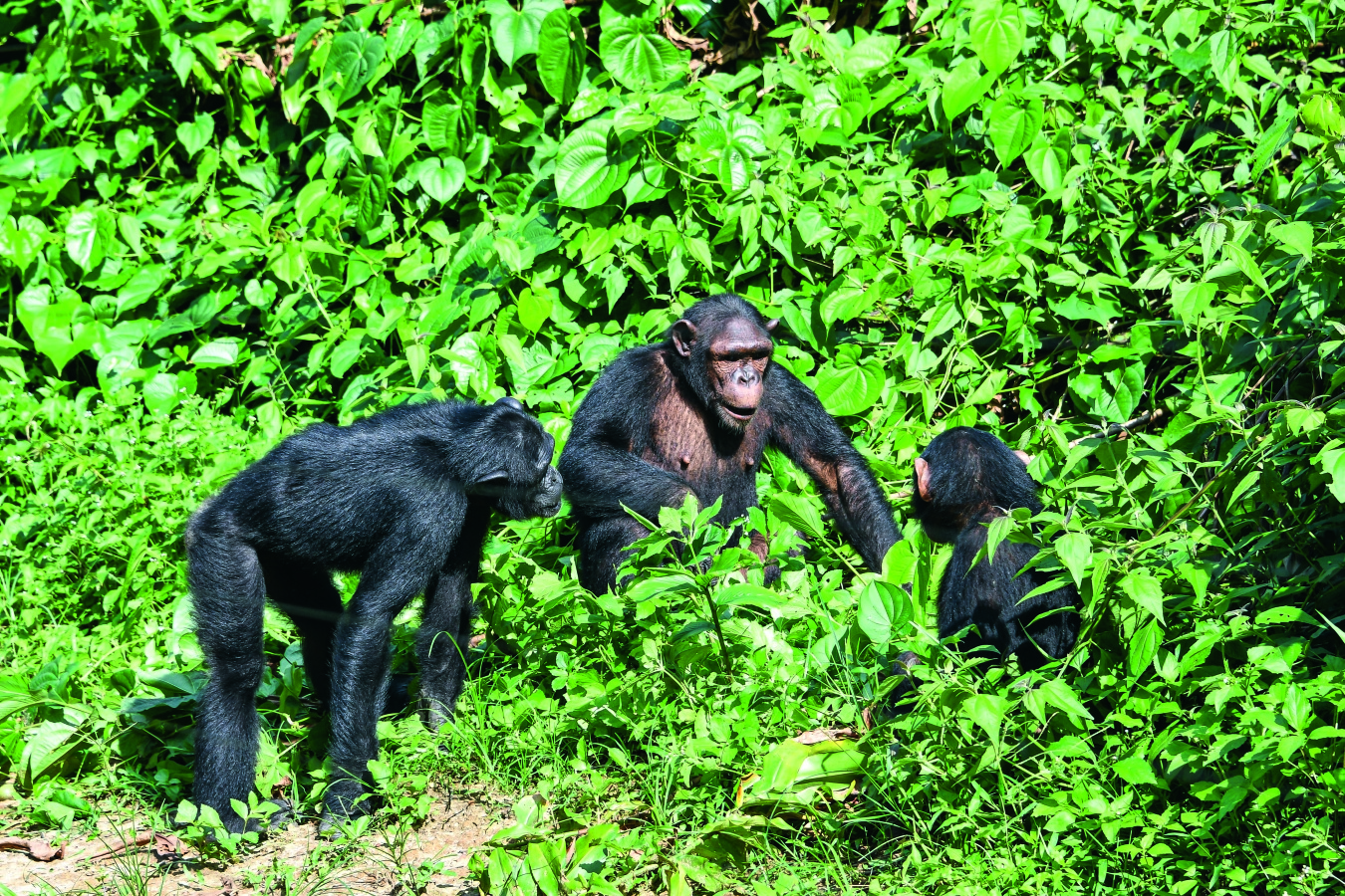 Gérer la population de singes verts  Réserve Nationale Naturelle de  Saint-Martin